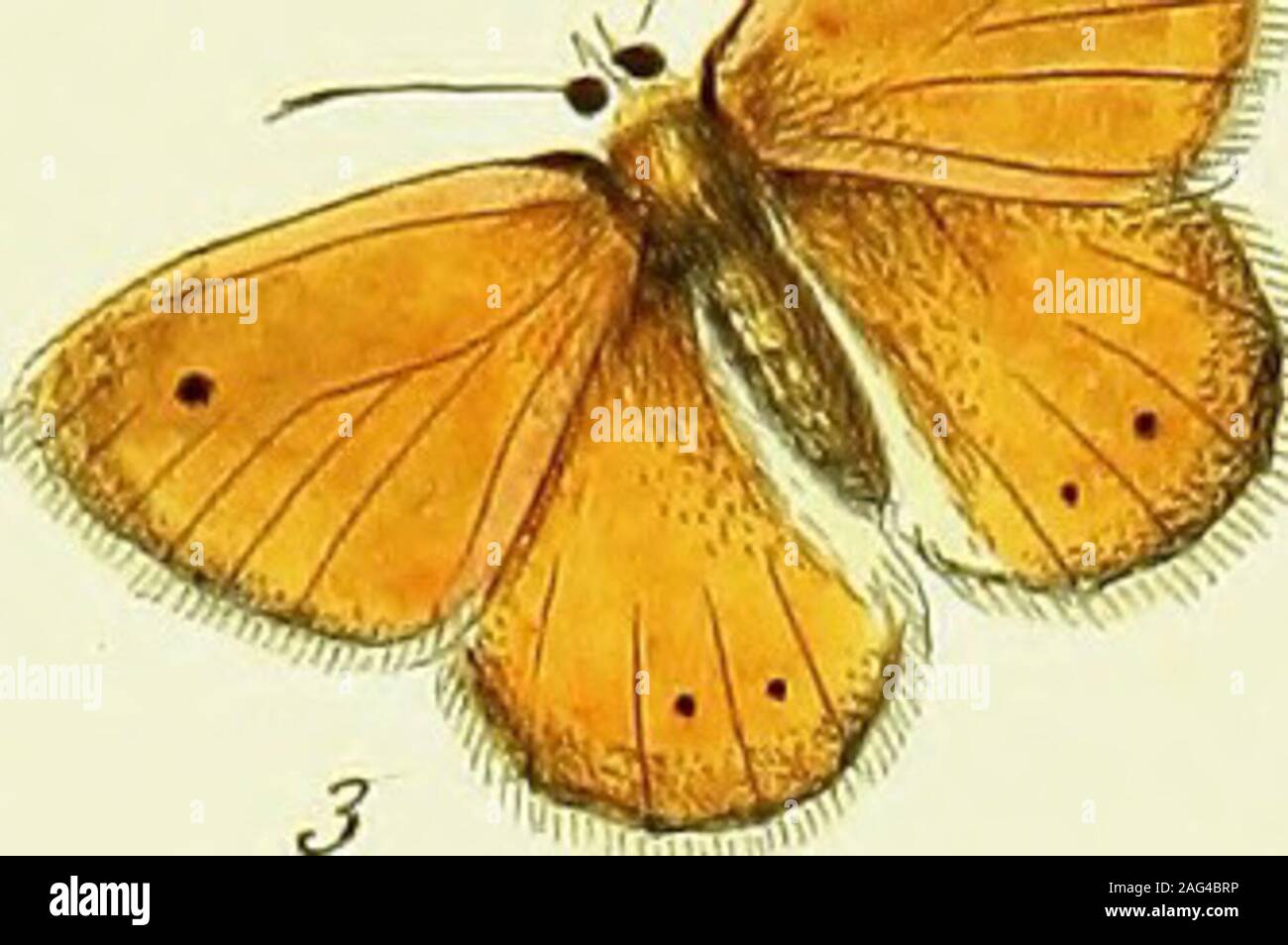 . The papilios of Great Britain, systematically arranged, accurately engraved, and painted from nature, with the natural history of each species, from a close application to the subject, and observations made in different countries of this kingdom; as well as from breeding numbers from the egg, or caterpillar, during the last thirty years. n April, as at fig. i. They then fatten themfelves up by the tail,and change to chryfalides, as at fig. a, in a fhort time afterwards. The enclofedfly is perfected, and comes forth, in eighteen or twenty days. There appearto be two or three broods of this in Stock Photo