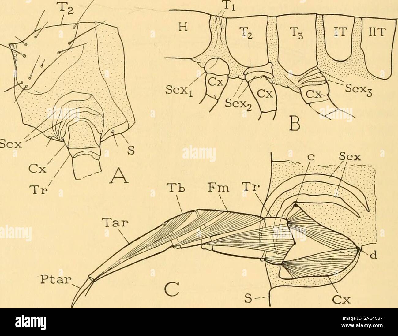 . Smithsonian miscellaneous collections. or muscle of the leg base (fig. 11, /) retains its connection withthe subcoxa in the more generalized pterygote insects, being insertedon the trochantinal sclerite of the subcoxa (Tn) except when thetrochantin is lost, the muscle then having its insertion on the anteriorangle of the coxal base. The remotor muscle (J), which may be repre-sented by several fiber bundles, is always inserted on the coxa or oncoxal apodemes. The anterior and posterior sternal muscles (K, L)arise on the sterna or the sternal apophysis, or on the spinasternum. i6 SMITHSONIAN M Stock Photo