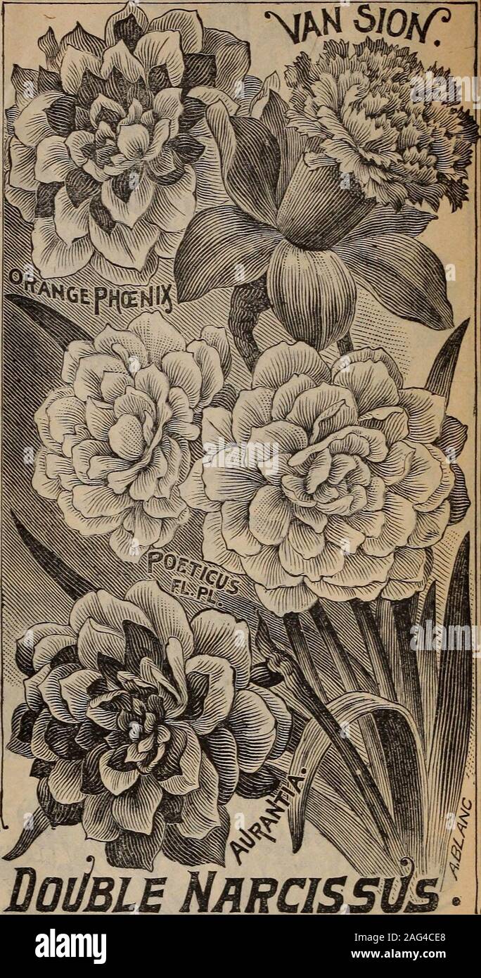 . Childs' catalogue of fall bulbs that bloom : plants shrubs, fruits etc.. liage is very strong and the blooms enormous. EMPRESS—Possesses the same gigantic size and form ofthe Emperor, but with white perianth and golden trumcet. GOLDEN SPUR (Double Crowned)—Flowers 4% to 5inches across, and nearly as long. Petals of the perianthbroad and smooth, long and widely flared trumpets, deeply-frilled and furrowed. Large double crowned bulb that willthrow several flowers like Victoria. MOSCHATUS ALBUS—Very light, delicate, sulphur-white. SIR WATKINS—A gigantic flower, 4 to 5 inches across,with broad, Stock Photo