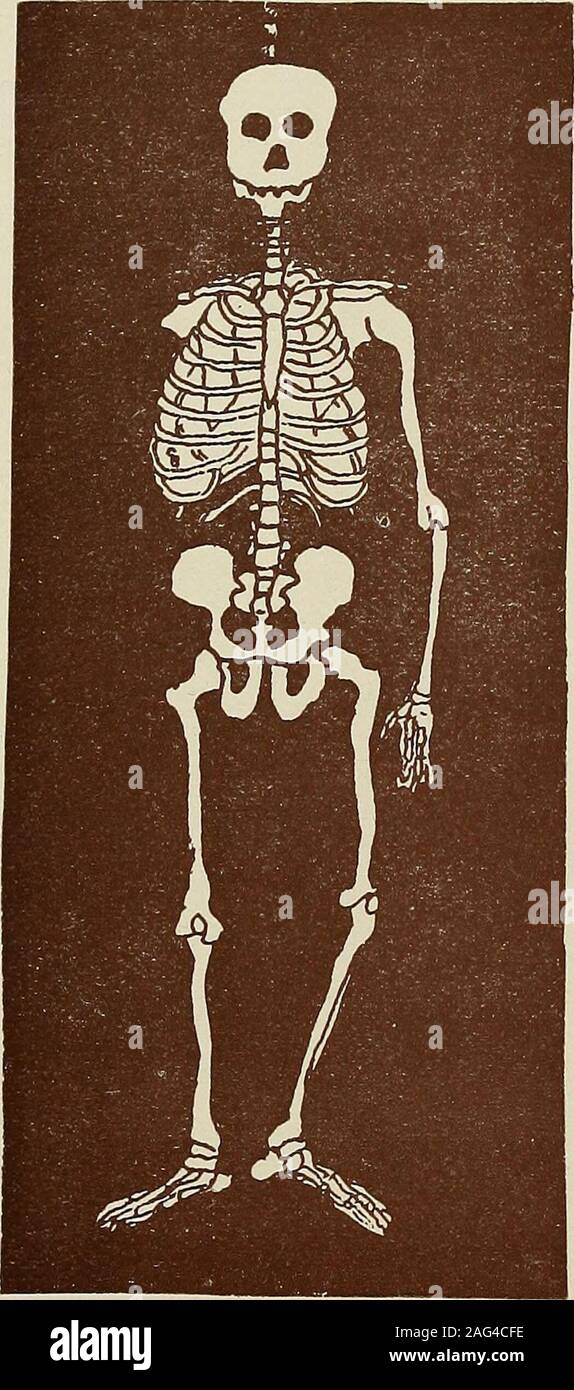 Bookauthorstatenor hires stock photography and images Alamy