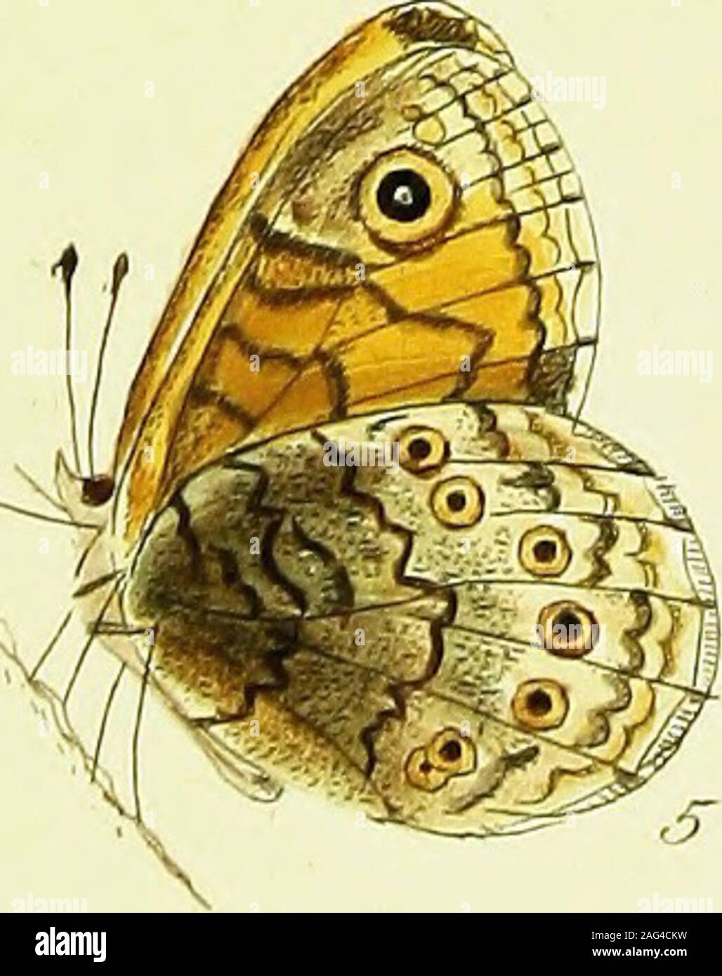 . The papilios of Great Britain, systematically arranged, accurately engraved, and painted from nature, with the natural history of each species, from a close application to the subject, and observations made in different countries of this kingdom; as well as from breeding numbers from the egg, or caterpillar, during the last thirty years. WJsai n. riff. cfj&gt;n i^&gt;7 ( 47 ) GENRE I. PAPILLONS. SEC. III. ESP. XXIV. LARGUS ORANGÉ. PI. 21. Megsera. Linnœus.Wall. Harris. Ce papillon paroît au milieu de Mai. Peu de temps après la femelle pondfes œufs et les applique contre les tiges de lherbe ; Stock Photo