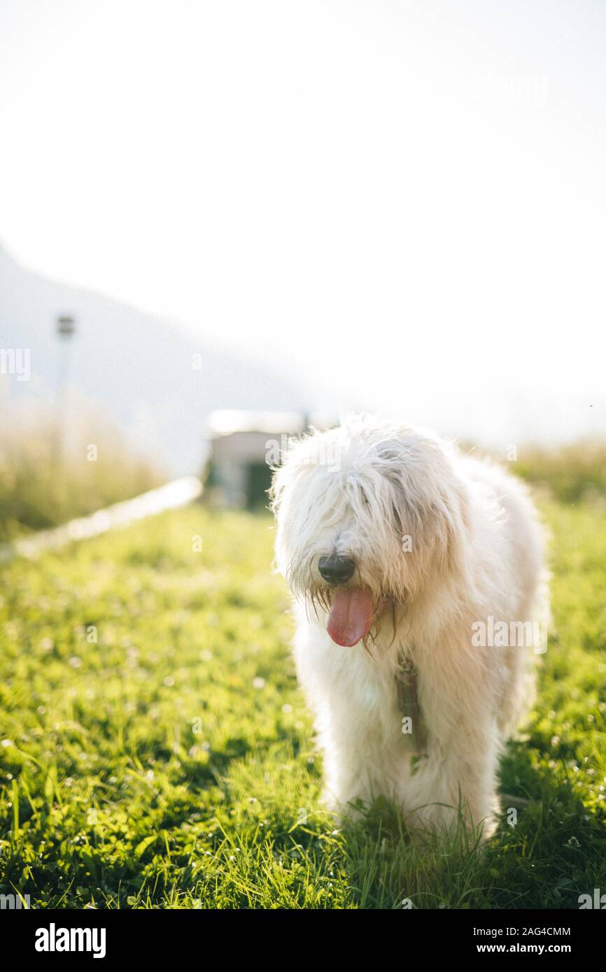 A Vertical Shot Of A Cute White Old English Sheepdog With A Stuck Out Tongue Standing In A Field Stock Photo Alamy