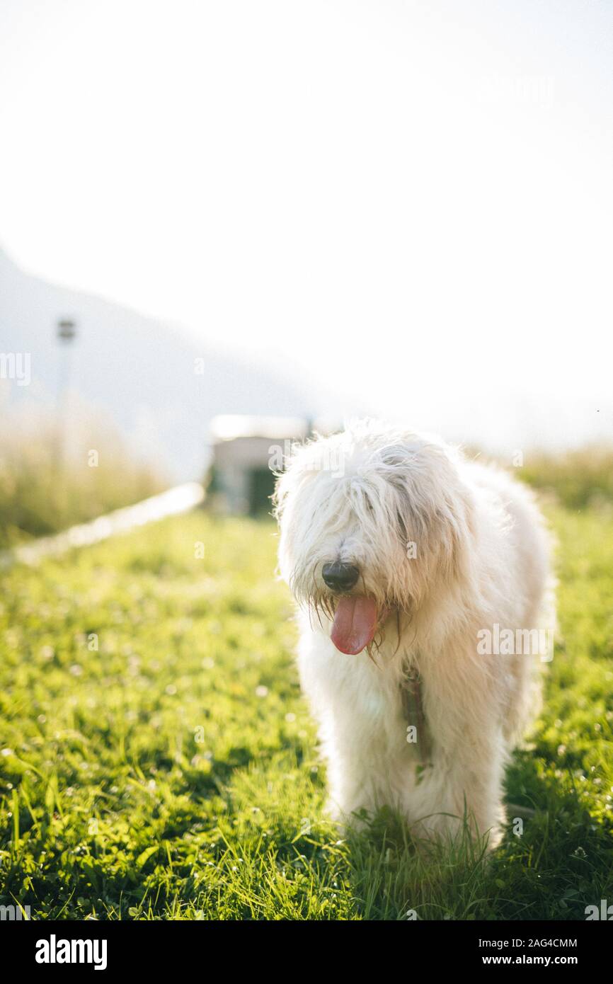 Vertical shot of a cute white Old English Sheepdog with a stuck