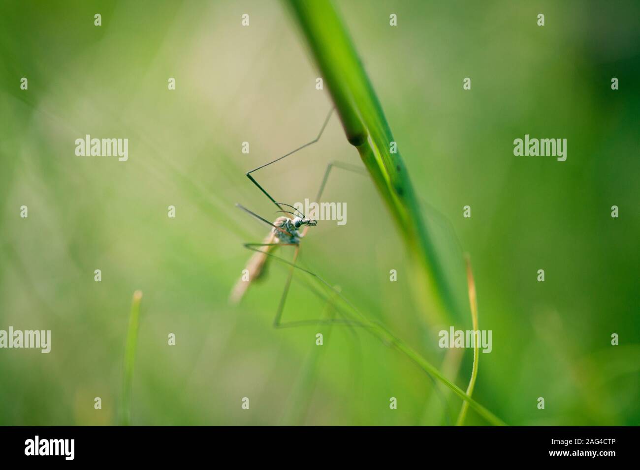 Selective focus shot of an insect with long legs on a leaf of grass ...