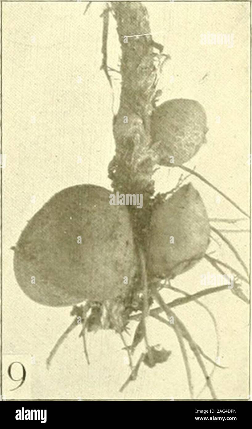 . Report of the State Entomologist on injurious and other insects of the state of New York. Plate 13267 Midge Galls 1 White flowered aster buds deformed by Rhopalomyia lateriflori Felt. (After Clarke) 2 Goldenrod bunch gall, Rhopalomyia solidaginis Lw. 3 Flower bud galls of Aster undulatus, deformed by Rhopalo- myia sp. (After Clarke) 4 Subterranean galls on Solidago inhabited by Rhopalomyia thomp- s o n i Felt. (After Thompson) 5 Gall on arrow-wood leaves produced by the purple vein midge, S a c k e n - omyia viburnifolia Felt. 6 Grape filbert gall, Schizomyia coryloides Walsh & Riley. (After Stock Photo