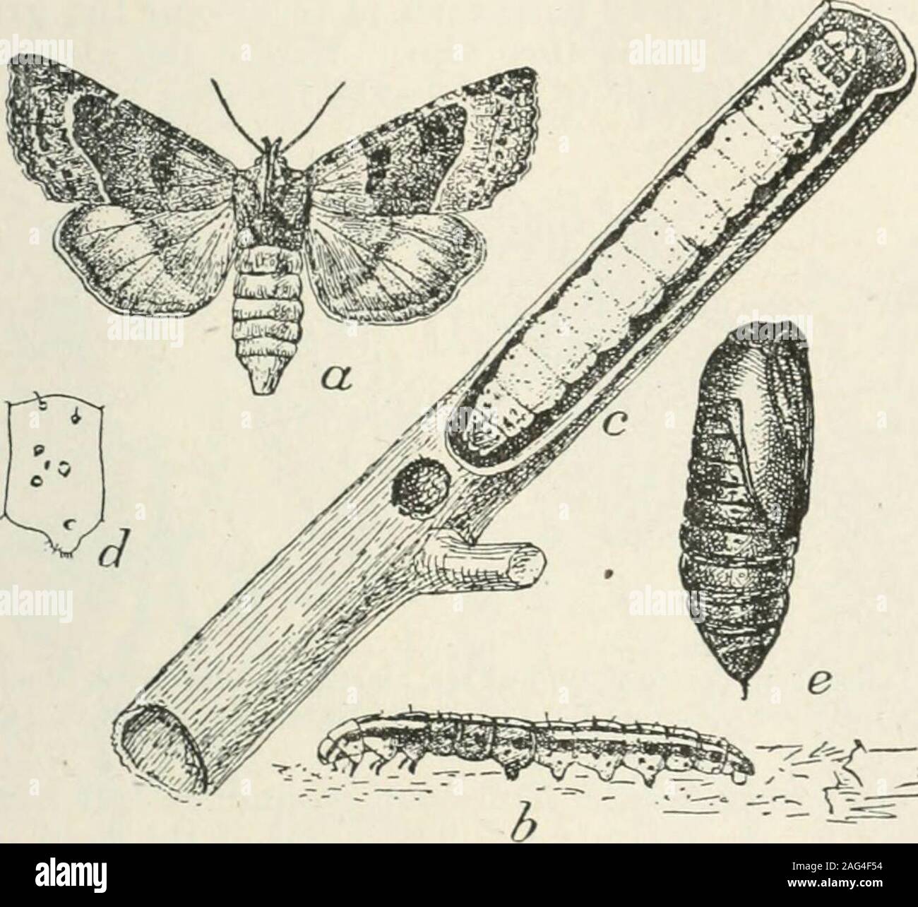 . Ontario Sessional Papers, 1907, No.15-22. , though num-erous, does no appreciable damage in the summer and autumn, as the plantsare then so large and vigorous that the attack is unnoticed. 1906 ENTOMOLOGICAL SOCIETY. 49 The root and stalk borers (Gortyna nitela—fig. 11—and cataphracta)were much complained of this year. The former was found in potato stems,and the latter was reported by Mr. C. W. Nash, of Toronto, as attackingall kinds of perennial plants in gardens, and also corn and tomatoes. Itis difficult to prescribe any remedy for these insects, as they work out ofsight and their presen Stock Photo