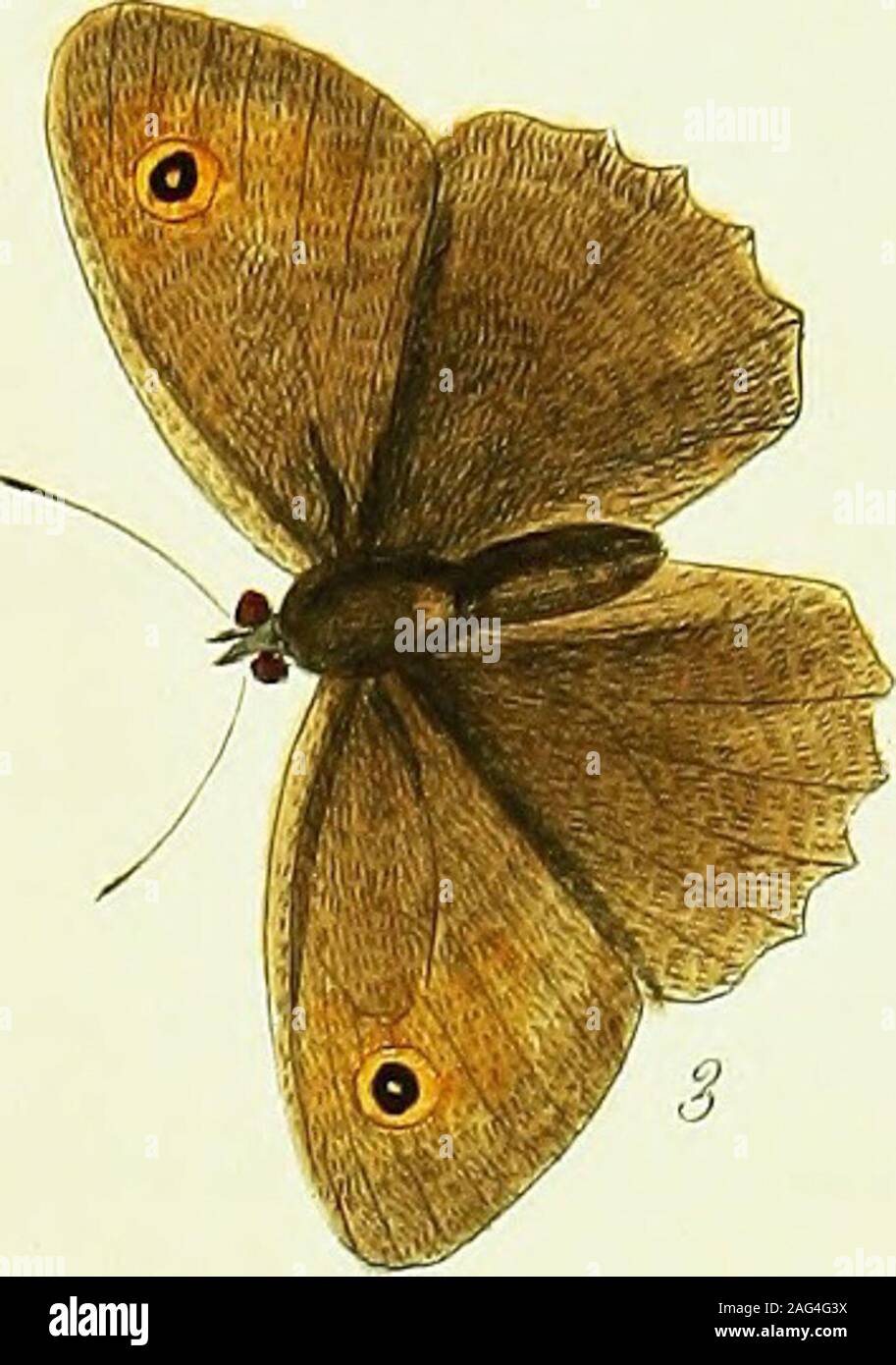 . The papilios of Great Britain, systematically arranged, accurately engraved, and painted from nature, with the natural history of each species, from a close application to the subject, and observations made in different countries of this kingdom; as well as from breeding numbers from the egg, or caterpillar, during the last thirty years. S /. Stock Photo