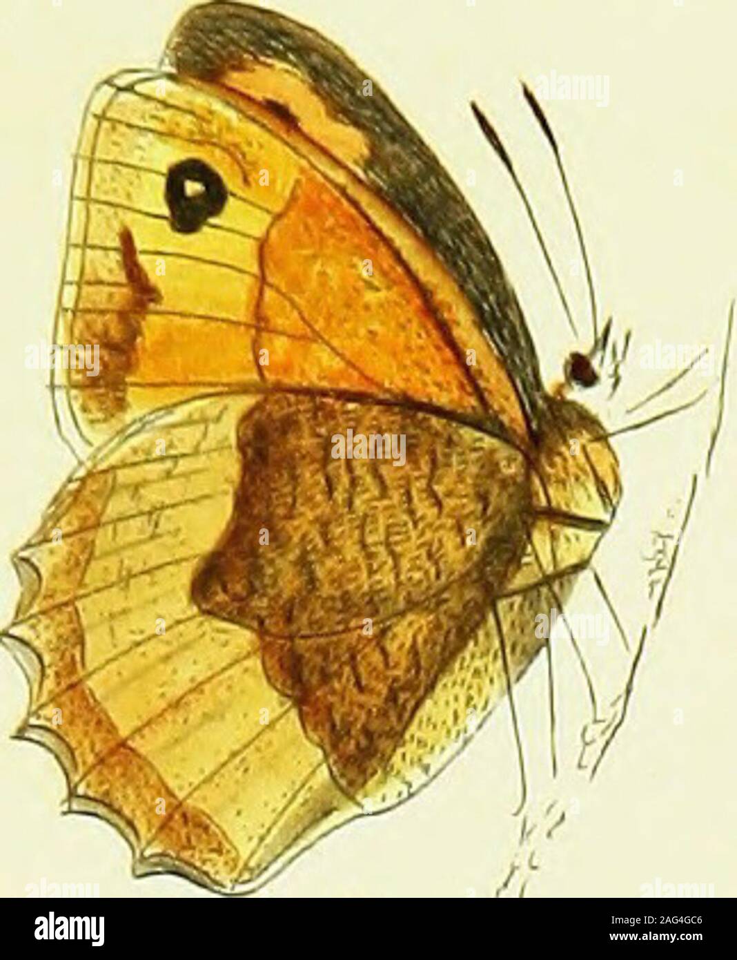 . The papilios of Great Britain, systematically arranged, accurately engraved, and painted from nature, with the natural history of each species, from a close application to the subject, and observations made in different countries of this kingdom; as well as from breeding numbers from the egg, or caterpillar, during the last thirty years. ance in fize, they venture out in the even-ing, and feed more generally. I have no doubt but this cautious manner offeeding is their great protection from their enemies the ichneumon fly andbirds. This will in fome meafure account for the fmooth caterpillars Stock Photo