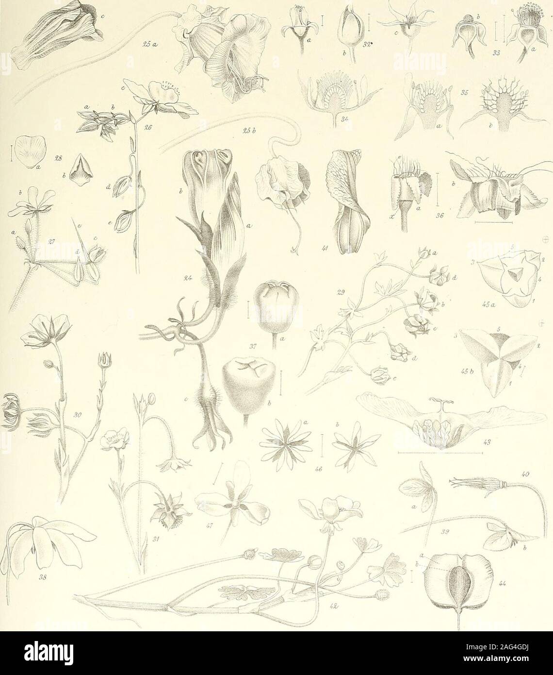 Svenska Vetenskapsakademien Handlingar Il I E L N C J Icrl A Itocittiolrr Zigl Veronkachamaedr S Zyasrestis S Aritirrhiii Urc N Iajits 4 Scrophularia Nodosa 5 Caiaminihaacmq S 6 Thjir U Fcerpyil An 7 S Chyslanata 8