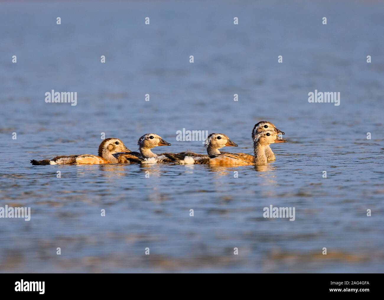 A group of juvenile of Orinoco Geese (Neochen jubata) swim in the Rio Javaes in the Amazon Basin. Tocantins, Brazil. Stock Photo
