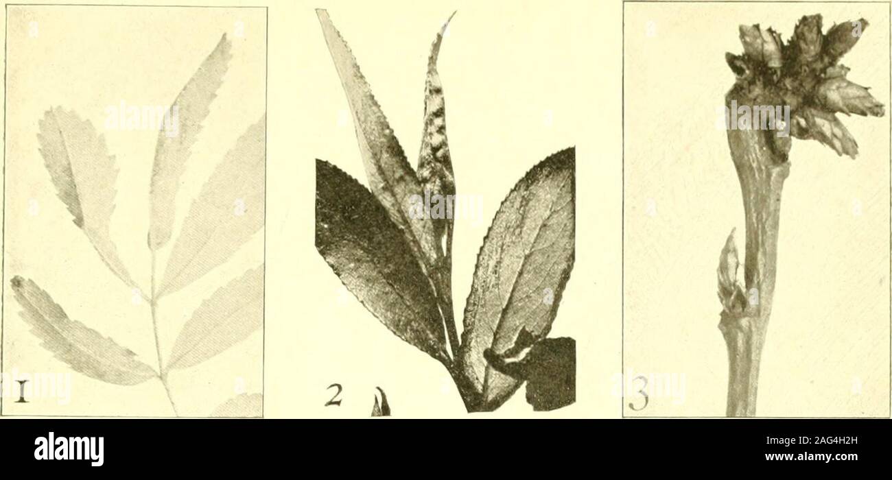 . Report of the State Entomologist on injurious and other insects of the state of New York. I Plate 10261 Midge Galls 1 Rose leaf midge, Dasyneura Prosarum Hardy. (After Thompson) 2 Willow pod midge, Dasyneura salicifolia Felt. (After Clarke) 3 Elm buds blasted by Dasyneura ulmea Felt. (After Houser) 4 Galls of Chrysanthemum midge, Diarthronomyia hypogaea H. Lw. 5 Sunflower bullet gall, Hormomyia bulla Felt. (After Weld) 6 Willow lipped gall, Hormomyia verruca Walsh. (After Clarke) 7 Tulip spot gall, Thecodiplosis liriodendri O. S. (After Thompson) 8 Gall on Impatiens, of Lasioptera impatienti Stock Photo