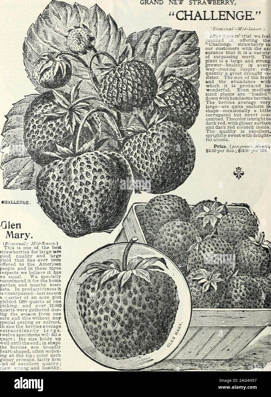 . Mid-summer catalogue 1902 : plants for summer planting, seeds for summer sowing, lawn and garden requisites, insect and fungus destroyers. Mc.per doz.; $3.00 per 1(K). &lt;too4r«d by mvll, a&lt;td for pofftayw lOc t9 fl|a *Vfn ptic* ssd Mc to the hundred price. * 6 PETBH HENTDERSON i CO., NEW YORK.—POT-GRQ-U-X STRA-^^ERRY PLANTS. GRAND NEW STRA^TBERRY, CHALLENGE. (Bi-iejcual—Mid-Season i After 3 years trial we feeljustified in offering theChallenge strawberry toour customers rith the as-surance that it is a varietyof surpassing merit. Theplant is a large and strong 1grower—healthy in every Stock Photo