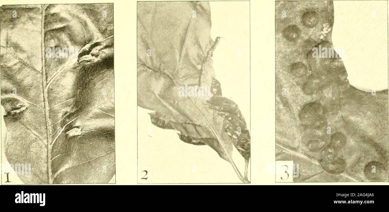 . Report of the State Entomologist on injurious and other insects of the state of New York. Plate 9 Midge Galls 1 Subglobose vein gall on oak, produced by Cecidomyia sp., adult unknown ^ ^ ^ a r n.,  2 Gall on oak. Of Cmcticornia majalis O. S. (After Thompson) 3 Oak pill gall, C i n c 11 c o r n i a p U u 1 a ? Walsh (After Thompson) I Clematis bud gall, C o n t a r . n i a cl e m a 11 d i s Felt. (After Thompson) 5 Grape blister gall, Cecidomyia species. (After Weld) 6Chokecherry midge, Contarinia virginianiae Felt. (Aftei Thompson) ? r l • V^U rAf+rr 7 Arrow-wood blister midge, Cystiphoravi Stock Photo