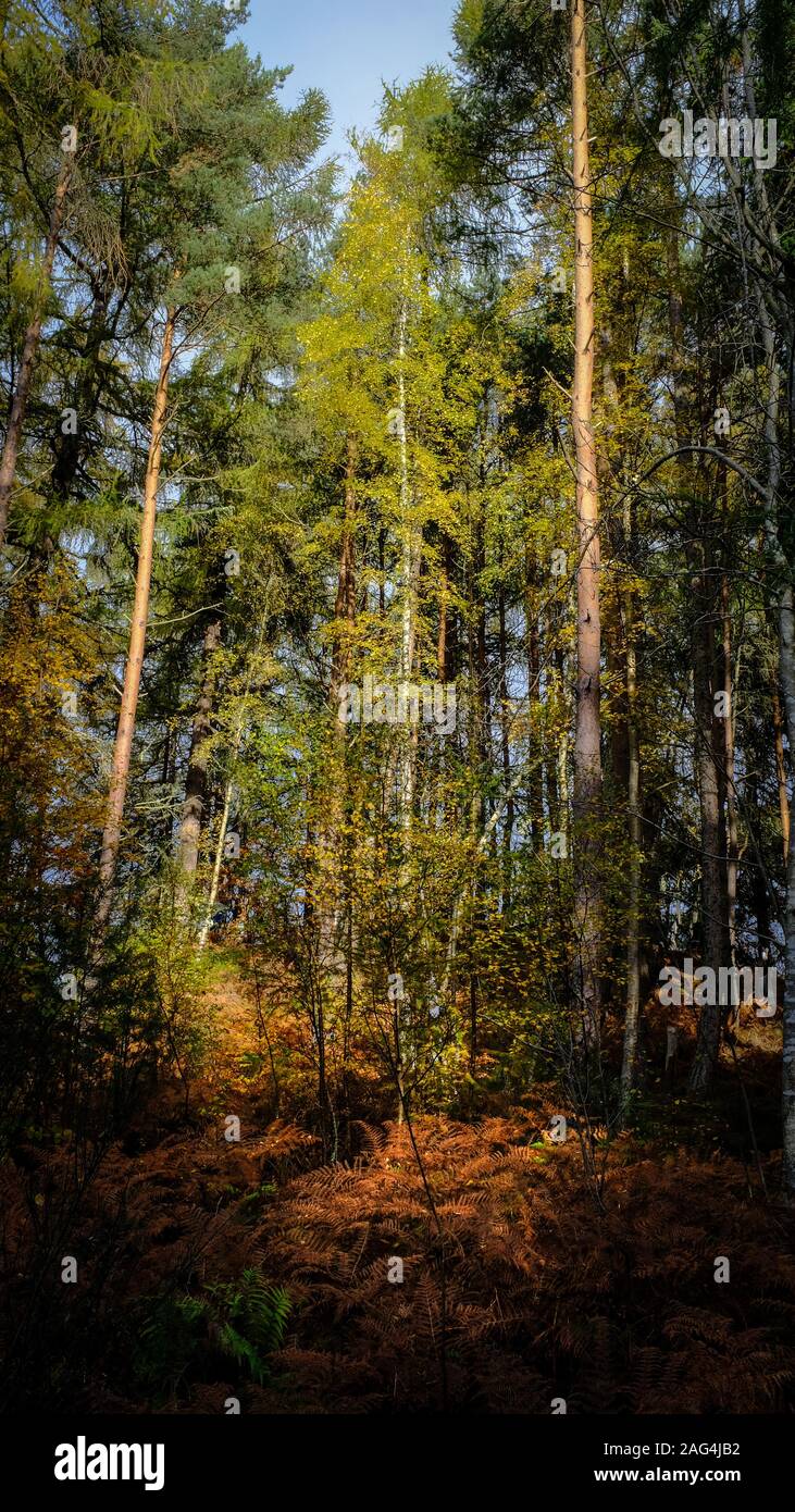 Vertical low angle shot of a forest with tall trees and autumn leaves ...