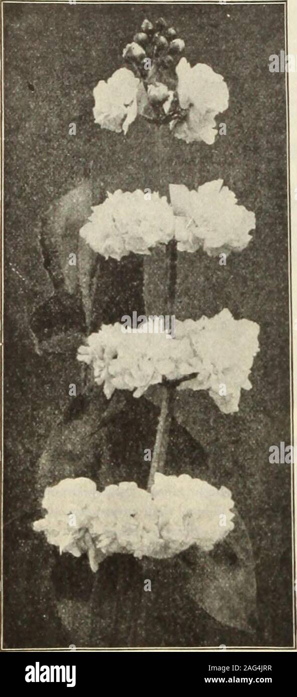 . Dreer's 1913 garden book. Miscellaneous Aquatics- Continued. Ranunculus Lingua Grandiflora. A giant aquatic Buttercup, growing 3 to 4feet high, rich yellow flowers 2 inches across,,foliage glaucous green. Very desira-ble for margins of pools or for bog garden. 25 cts. each; §2.50 per doz.Sagittaria Montevidiensis (Giant Arrowhead). Attains gigantic pro-portions, growing 4 to 5 feet high; leaves 15 inches long; flowerscape towersabove the foliage, bearing white flowers with dark blotch at base of each petal;suitable for margins or tub cultivation. 20 cts. each; $2.00 per doz. * — Japonica Fl. Stock Photo