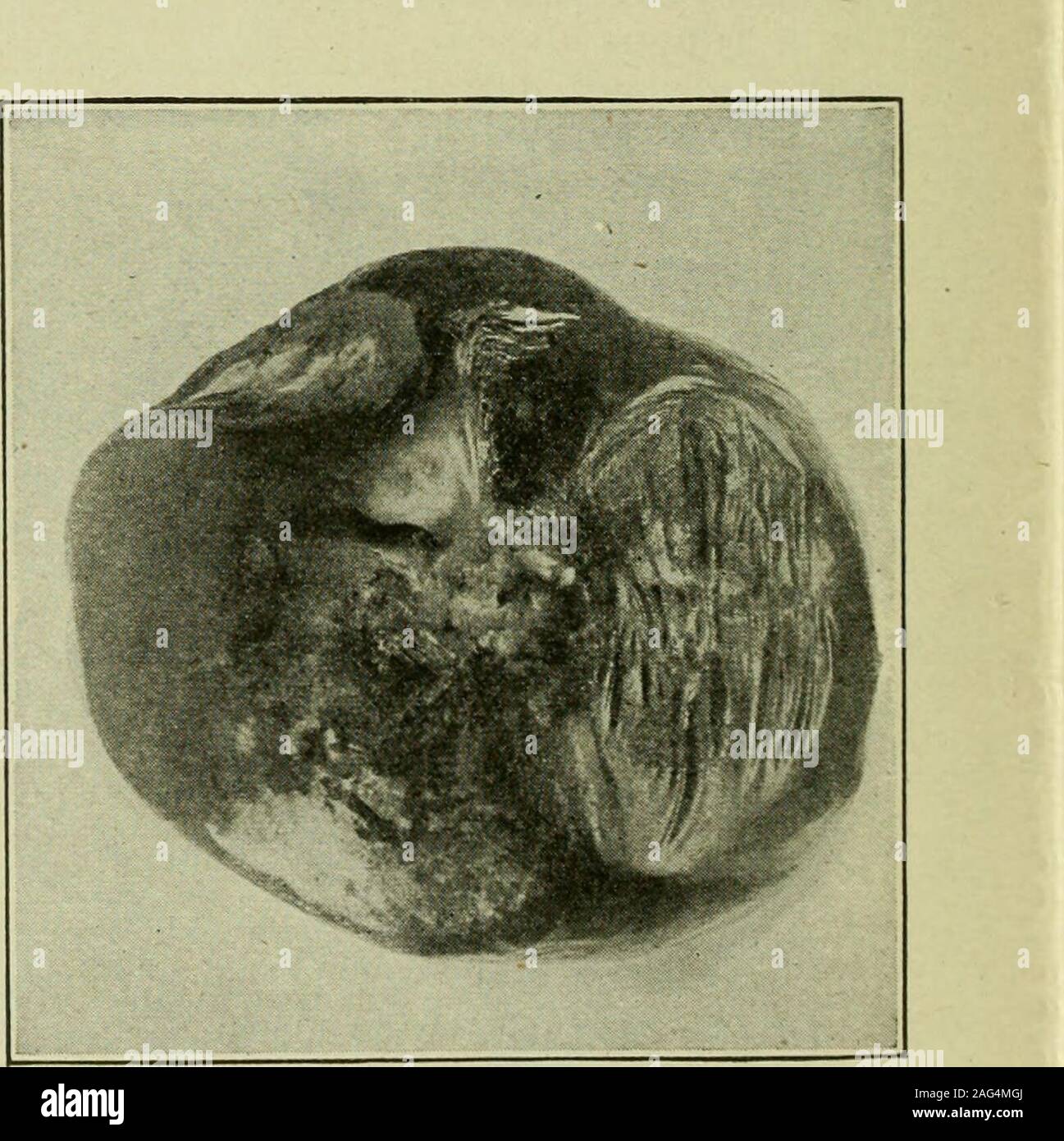 . Insect enemies and diseases of the tomato. s. DOWNY MILDEW. centers and darkborders, on tlie leaves,and gray spots on thestems. Infectedleaves dry up and falloff, leaving the stemsbare (fig. 16) exceptat the tips where afew small leaves con-tinue to grow. Control.—Burn allplants affected by thedisease in the seed-bed, and transplantonly healthy plantsto the field. If leafspot attacks theplant in the field andis unusually destruc-tive, spray twice atintervals of a weekand three times at in-tervals of ten dayswith Bordeaux mix-ture. Downy mildew iscaused by a funguswhich spreads only incool, m Stock Photo