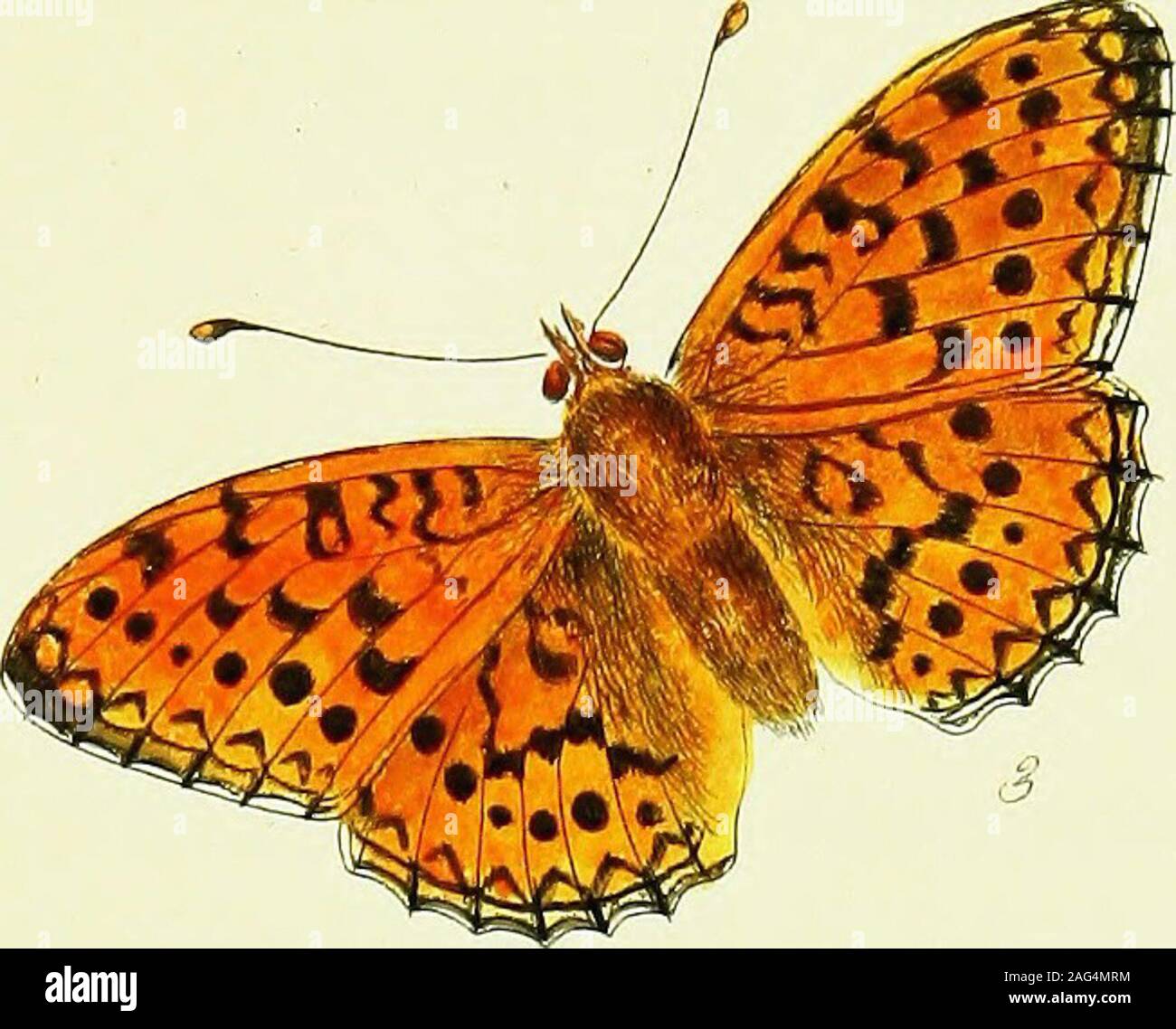 . The papilios of Great Britain, systematically arranged, accurately engraved, and painted from nature, with the natural history of each species, from a close application to the subject, and observations made in different countries of this kingdom; as well as from breeding numbers from the egg, or caterpillar, during the last thirty years. me fpecies ;but the caterpillars are widely different ; and, as we have not met with one ofthem in England, I have copied the figure from Roefel, and have likewifeadded his defcription. This fcarce caterpillar I received from a friend, fullgrown, fee fig. i, Stock Photo
