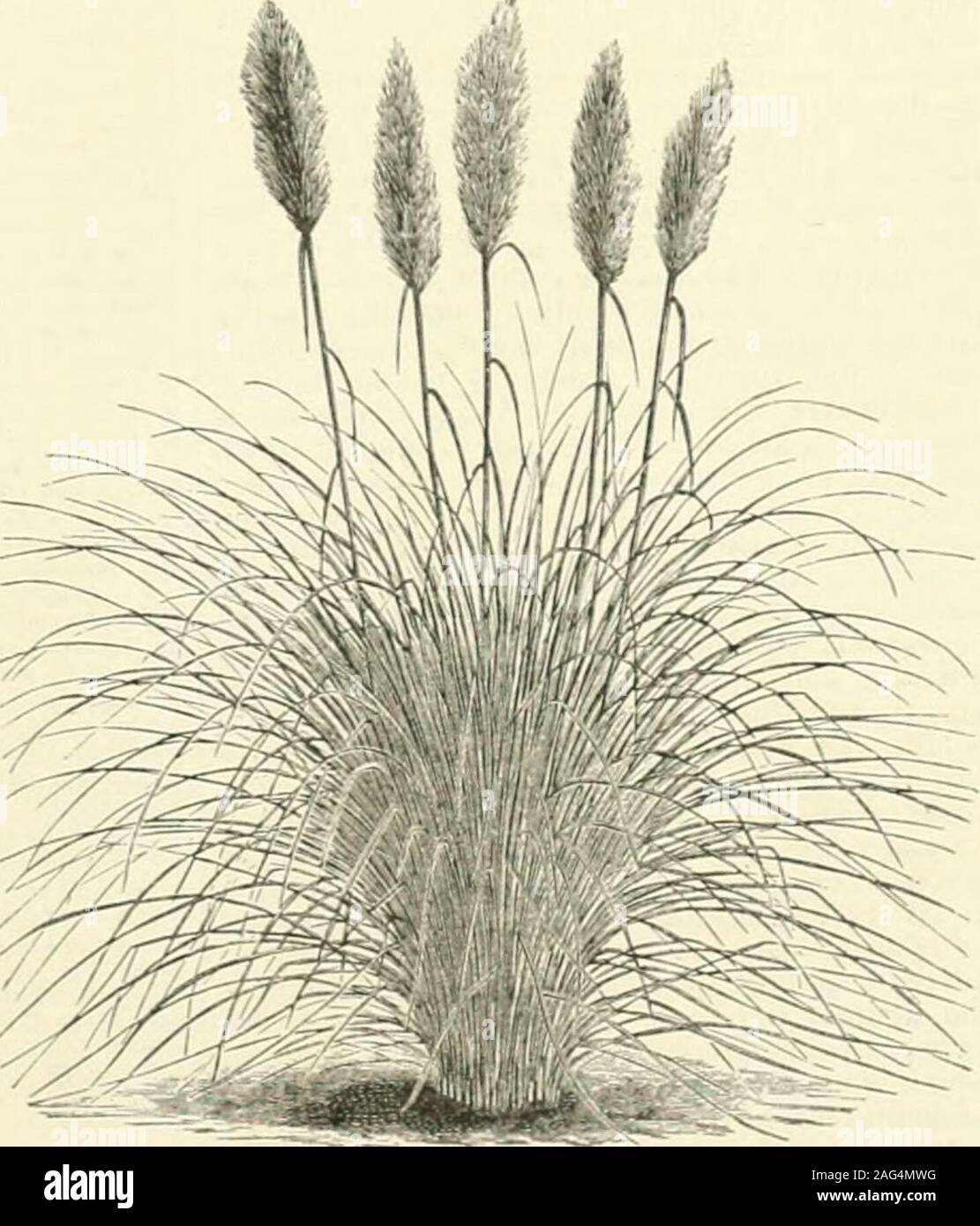 . The American encyclopædia of commerce, manufactures, commercial law, and finance. plains. These are generally ina stale of nature, covered with herbage, or with woods of immense growth and the most luxuriantfoliage. The mountains intersect the island intwo principal chains from E. to W. From thesesecondary and partial ridges diverge irregularly indifferent directions, forming beautiful and fertilevalleys, with numerous streams. The highestmountains of the interior, particularly those ofCibao, rise to the height of 7,200 feet above sea-level. To the N. of Port-au-1rince is the valleycalled Ve Stock Photo