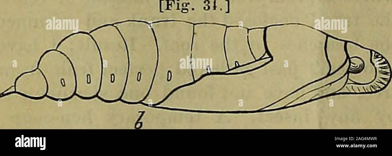 . The American entomologist and botanist. Colors—Green, yellow and brown. known as the Achemon Sphinx. It has beenfound in almost every State where the Grape iscultivated, and also occurs in Canada. It feedson the American Ivy {Ampelopsis quinquefolia)with as much relish as on the Grape-vine, and [Fig.. Color—Brown. seems to show no preference for any of thedifferent varieties of the latter. It is, however,worthy of remark, that both its food-plants be-long to the same botanical Family.The full grown larva (Fig:. 33 «) is usually [Fig. 35.] Stock Photo