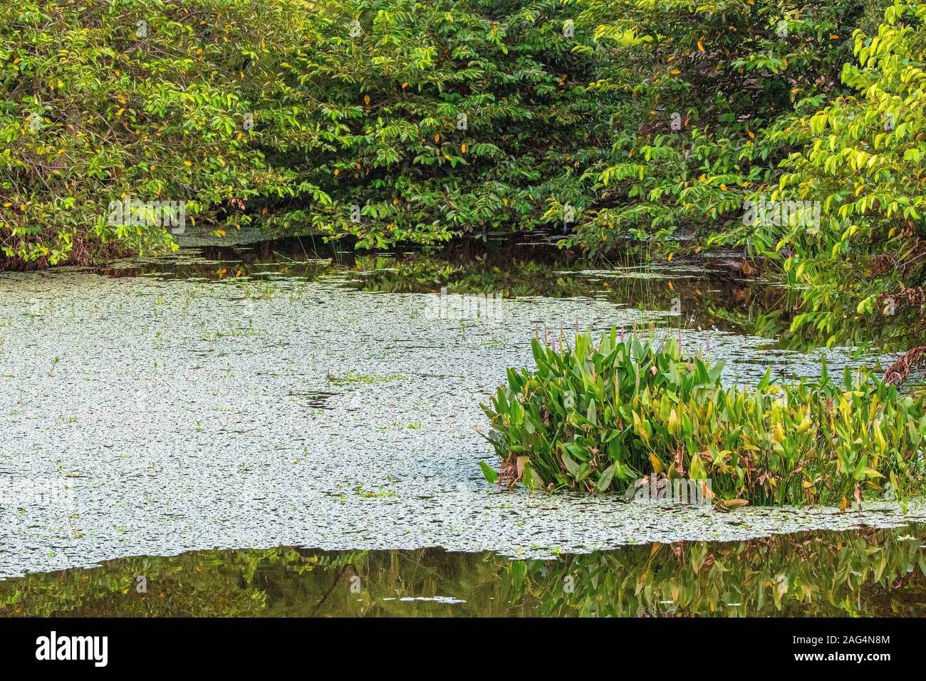 Wakodahatchee Wetlands and marshes Stock Photo