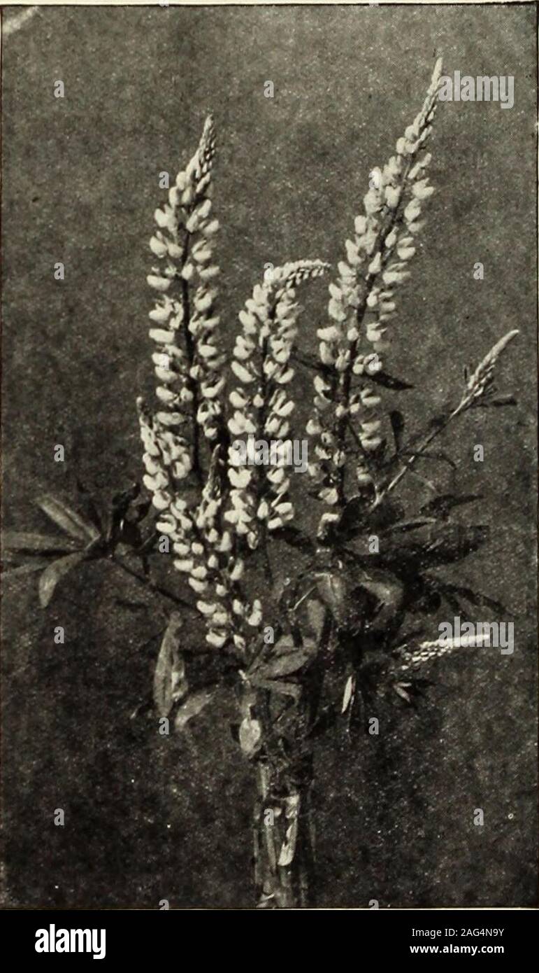 . Rawson's garden manual / W.W. Rawson & Co.. August. 2 feet. 20 cts. each,$2 per doz. moschata alba. A white form of the above. 20 cts.each, $2 per duz. MONARDA didyma. Bright .scarlet, extremelyshowy flowers in terminal heads. July to Septem-ber. 2 to 3 feet. 20 cts. each, $2 per doz. MYOSOTIS palustris semperflorens (Forget-me-notl. Bright blue llowcrs with yellow center, pro-duced from May to September. Thrive well inshady places, i foot. 15 cts. each, $1.50 per doz.,$10 per 100. alpestris Victoria. The common Forget-me-not.Deep blue. 5 cts. each, 50 cts. per doz., fa per 100.OENOTHERA You Stock Photo