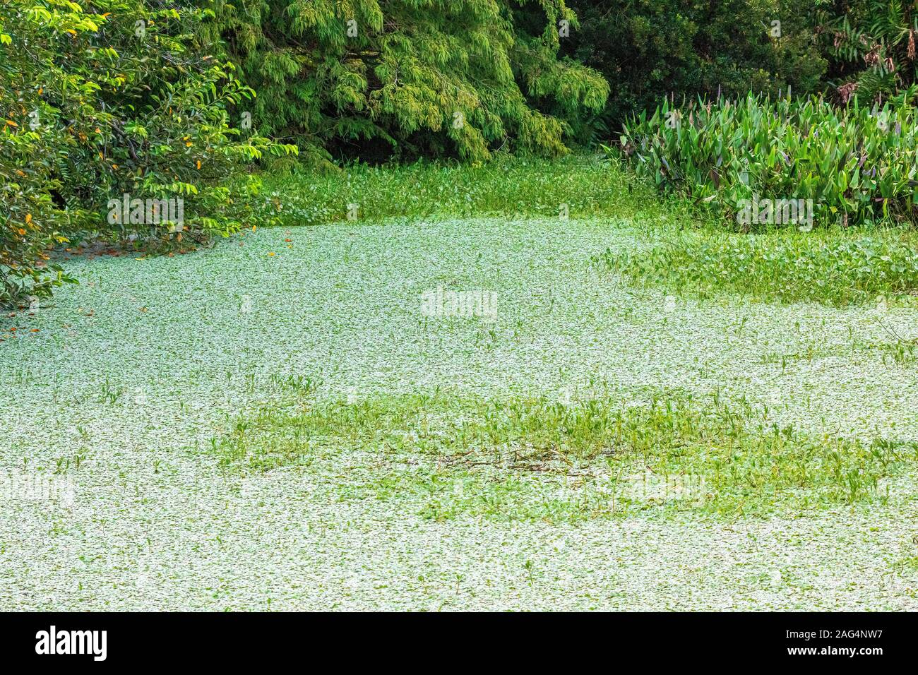 Wakodahatchee Wetlands and marshes Stock Photo