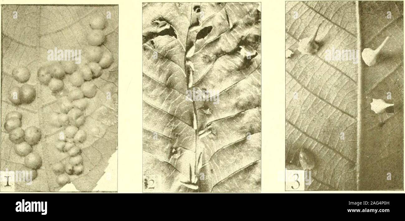 . Report of the State Entomologist on injurious and other insects of the state of New York. Plate 6 Midge Galls 1 Gall on hickory, of Caryomyia antennata Felt. (After Thompson) 2 Hickory seed gall, Caryomyia caryaecola O. S. 3 Hickory seed gall, Caryomyia caryaecola O. S. Another type. (After Stebbins) 4 Hickory onion gall, Caryomyia holotricha O. S. (After Thompson) 5 Gall on hickory, of Caryomyia sp. 6 Gall on hickory, of Caryomyia sp. (After Thompson) 7 Hickory leaf gall, Caryomyia caryae O. S. 8 Gall on hickory, of Caryomyia thompsoni Felt. (After Thompson) 9 Gall on hickory, of Caryomyia Stock Photo