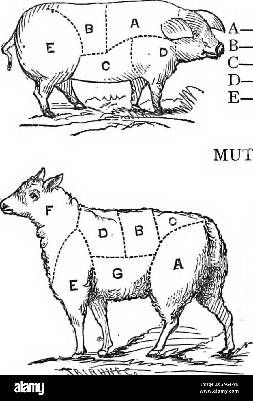 . Centennial buckeye cook book. A—Back, lean part for roast.B—Loin, for roast.C—Bacon to be cured.D—Shoulder, to be cured.E—Ham, to be cured. MUTTON. A—Leg, for boiling piece. B—Loin, for roast. C—Rump piece, for roast. D—Chops, frying or broihng. E—Fore-shoulder, for boiling. F—Neck, for stewing or roasting. G—Brisket, for stewing. -^KV.»».C. — Brine for Beef—To one hundred pounds beef, take eight poundssalt, five of sugar or five pints molasses, (Orleans best, but any goodwill do), two ounces soda, one ounce saltpeter, four gallons water, orenough to cover the meat. Mix part of the salt an Stock Photo