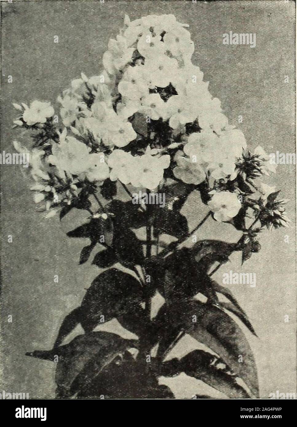 . Rawson's garden manual / W.W. Rawson & Co.. Hardy Phlox, Graflin von Lassburg (See page 146) Madame Crousse. A magnificent pure white, withverj large blooms. Buds especiallyfine. 60 cts. each, $6 per doz.Marie Lemoine. A beautiful sulphur-white lightly shaded chamois Enor-mous flowers of the finest form. 60 cts.each, $6 per doz.Mad. de Verneville. A very chaste,creamy white variety. By far the finestof its shade. 75 cts. each, $8.50 per doz.Madame Emile Galle. Very large cup-shaped imbricated flower of soft lilac,with center shaded soft flesh-color andcream. 60 cts. each, $6 per doz.Madame F Stock Photo