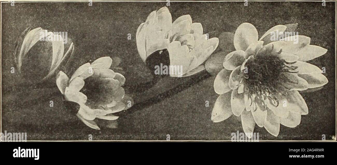 . Dreer's 1913 garden book. GKOUP OF NYMPHiBA MARLIACEA VARIETIES. General List of Hardy Nymphseas. Alba. The well known while European Water Lily. Strongflowering roots, 50 cts. each; $5-00 per doz. Alba candidissima. A very vigorous and desirable variety,much stronger than the type, requiring ample space; flowerslarge, pure white, sepals occasionally flushed with pink. Anearly and continuous bloomer, 75 cts. each; $7.50 per doz. Gladstoniana. Flowers pure dazzling white; very large, 6 toto 8 inches in diameter; cup-shaped and very massive; arobust grower, requiring plenty of space to develop Stock Photo