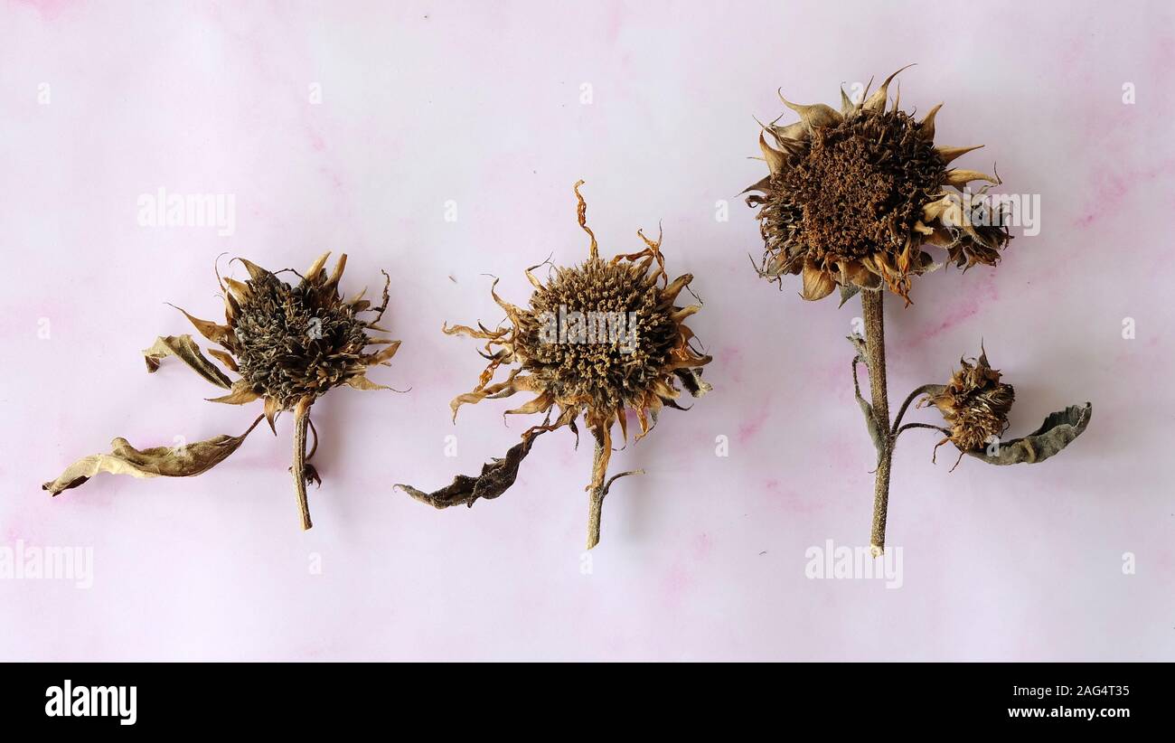 Three dried sunflowers of different sizes arranged next to one another. Stock Photo