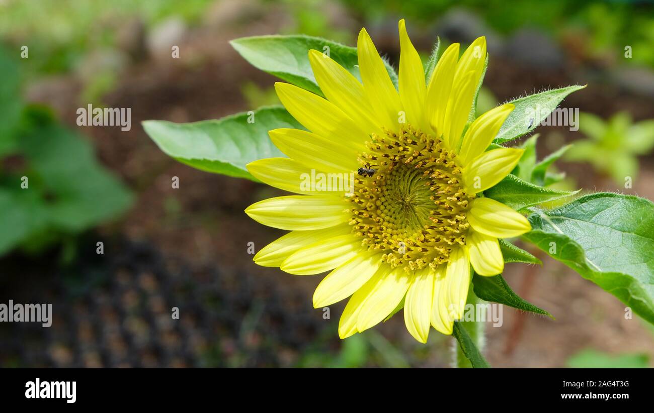 A pale yellow dwarf sunflower with a tiny sting-less bee gathering nectar on it. Stock Photo