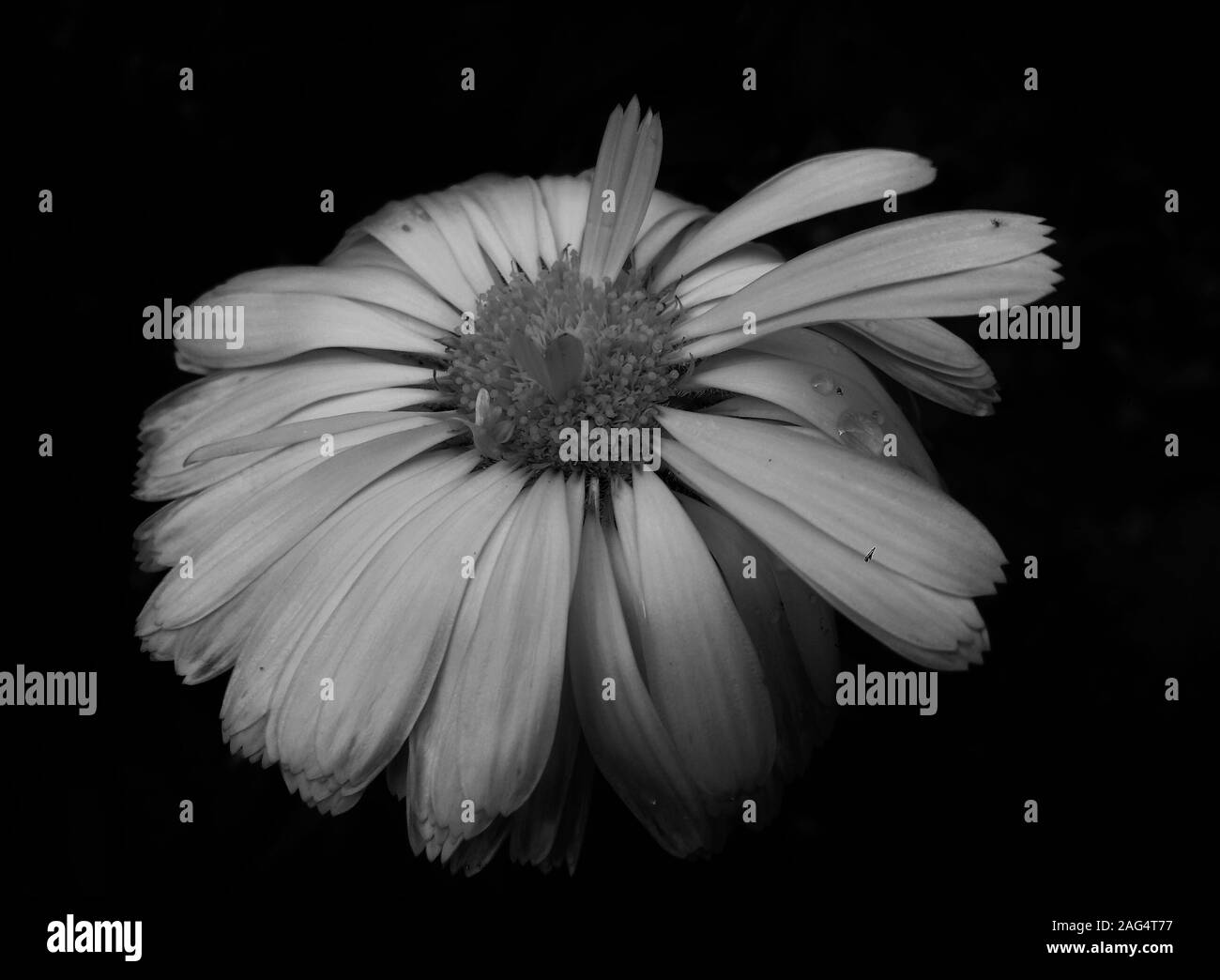 Greyscale shot of beautiful German chamomile on a black background - perfect for a wallpaper Stock Photo