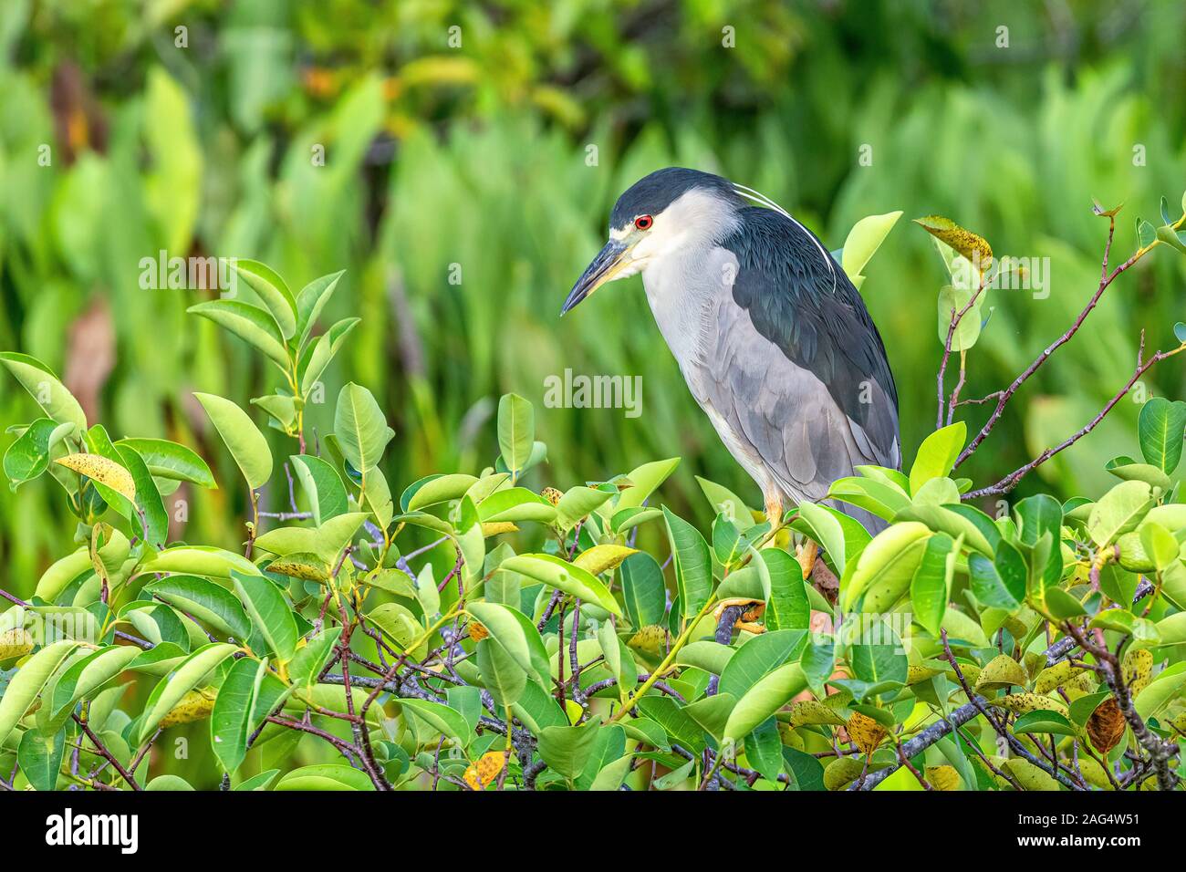 Black-crowned night heron standing on a bush Stock Photo