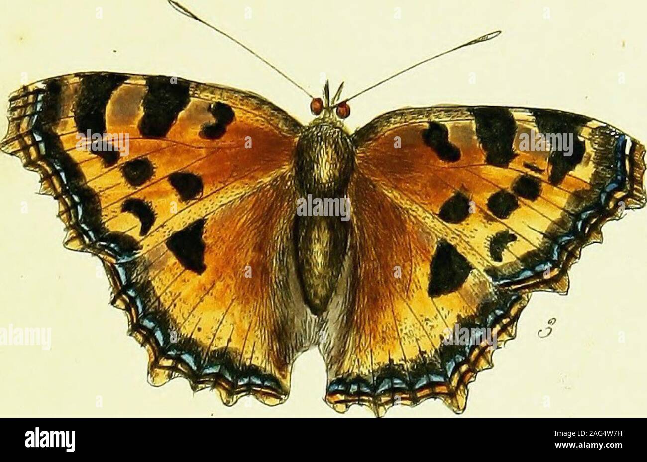 . The papilios of Great Britain, systematically arranged, accurately engraved, and painted from nature, with the natural history of each species, from a close application to the subject, and observations made in different countries of this kingdom; as well as from breeding numbers from the egg, or caterpillar, during the last thirty years. afhort time, by the motion of the infect, and the action of the air, they beginto unfold ; and by degrees they expand to the full fize. In the fpace of twohours they are perfectly dry, and the butterfly appears in all its beautyfig. 3. They delight to fettle Stock Photo