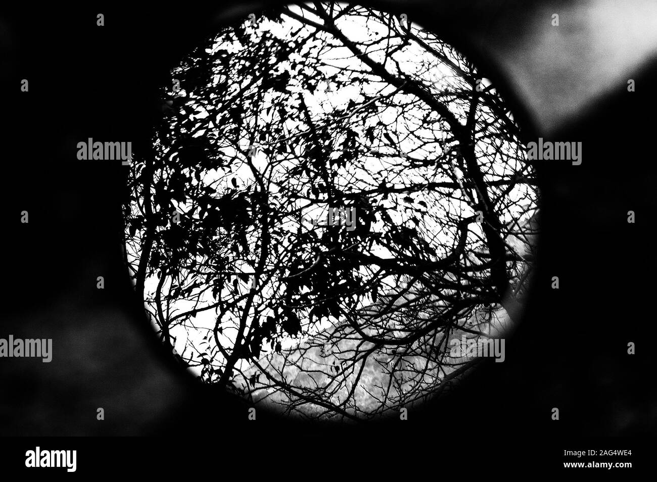 Greyscale shot of a forest scenery from the perspective of a telescope Stock Photo