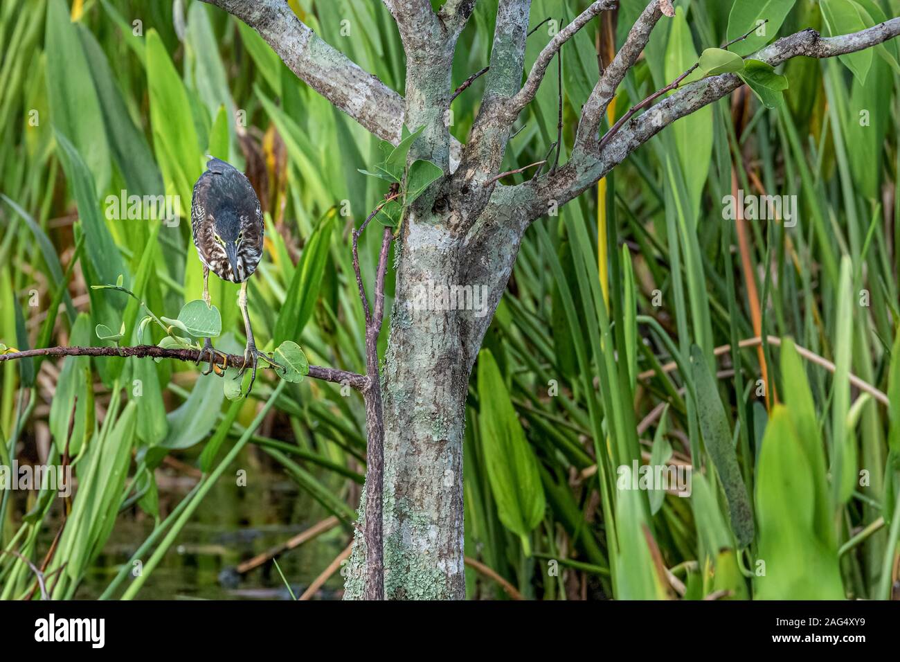 Green Heron perching on a tree branch Stock Photo