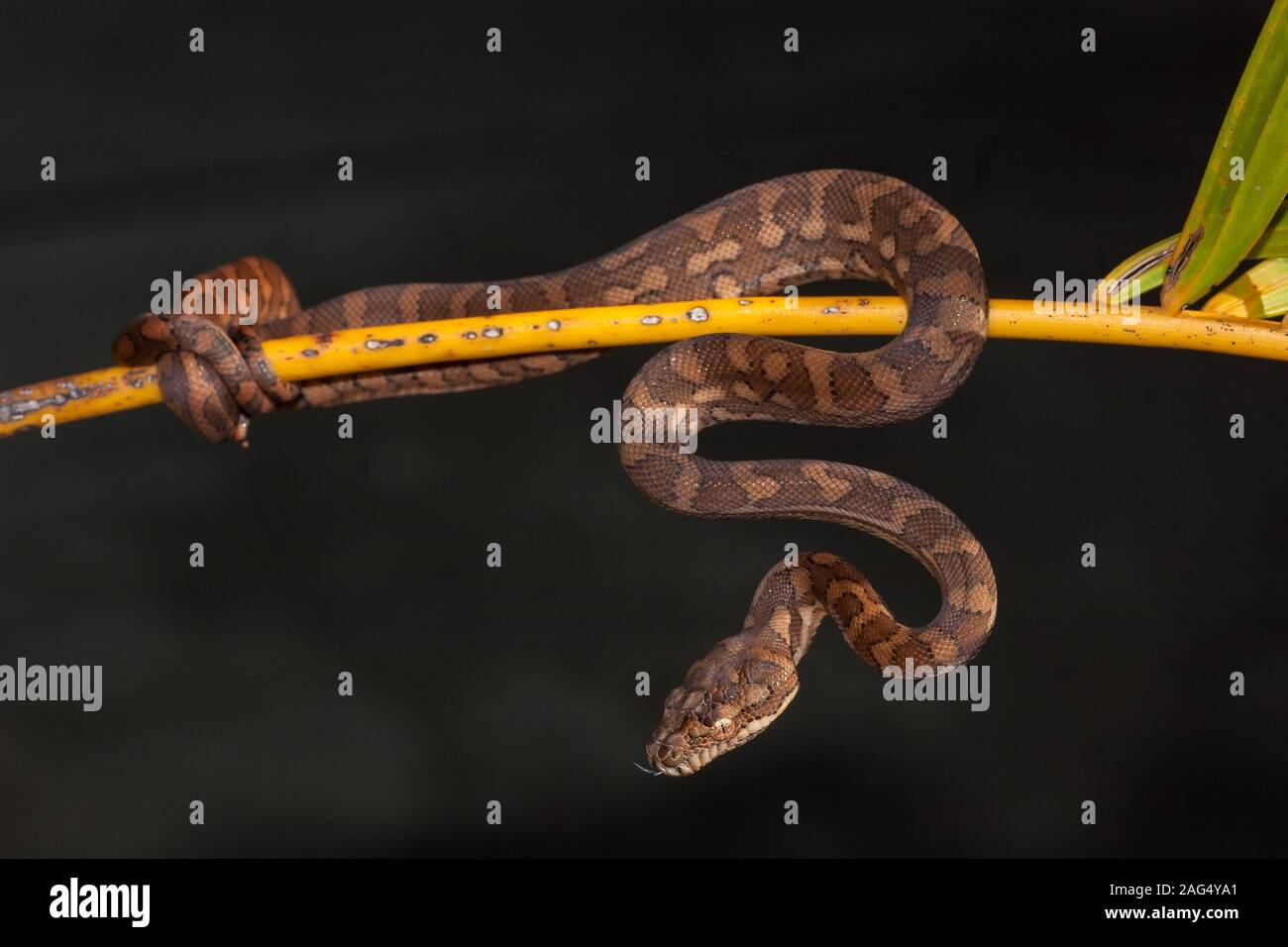 Carpet Python in strike position in wait for food Stock Photo