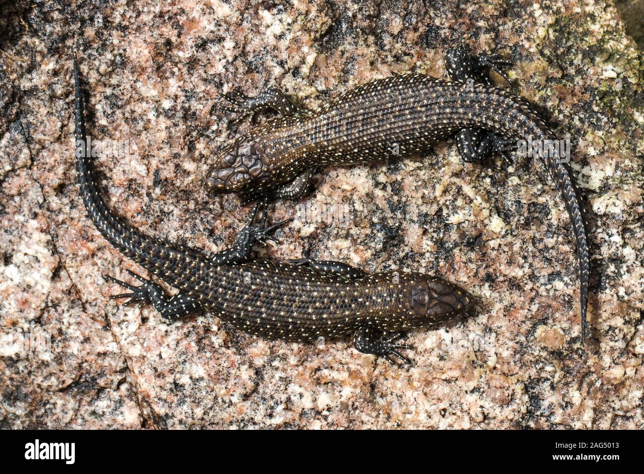 Juvenile Cunningham's Rock Skinks on rock showing camouflage coloration Stock Photo