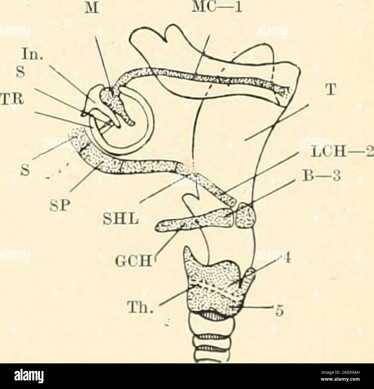 The Science And Practice Of Dental Surgery Fig 17 Schematic Section Of A Visceral Arch Afterkeith Cm Cleft Membrane E Ectoderm H Entoderm N A V Nervous Arterial And Venous Supply Of Avisceral
