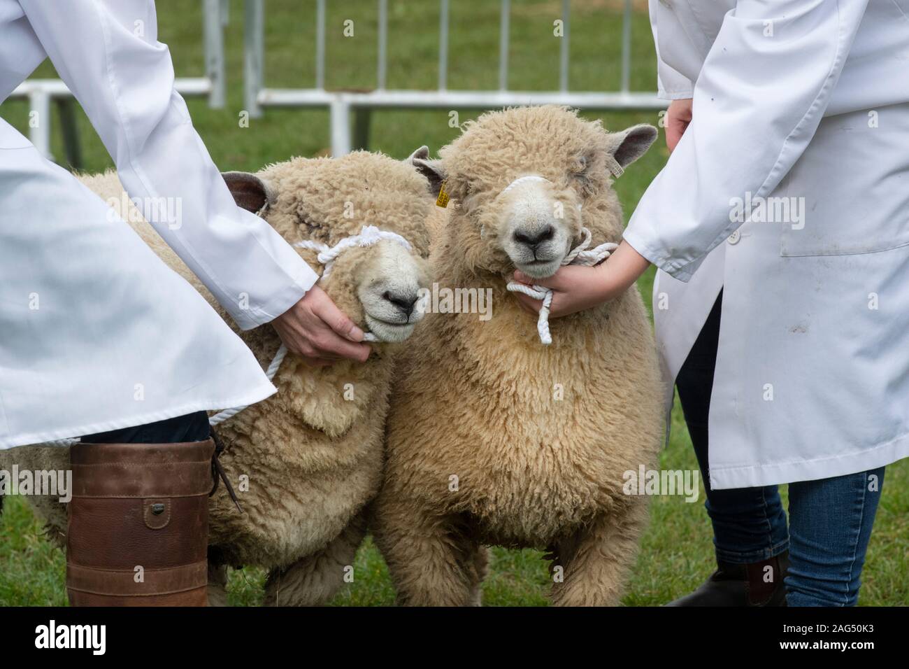 Ovis aries. Ryeland sheep on show at an Agricultural show. UK Stock Photo