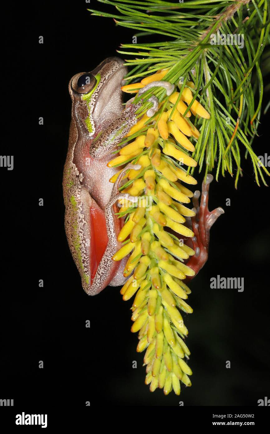 Blue Mountains Tree Frog climbing on Pine-leaf Geebung flower Stock Photo