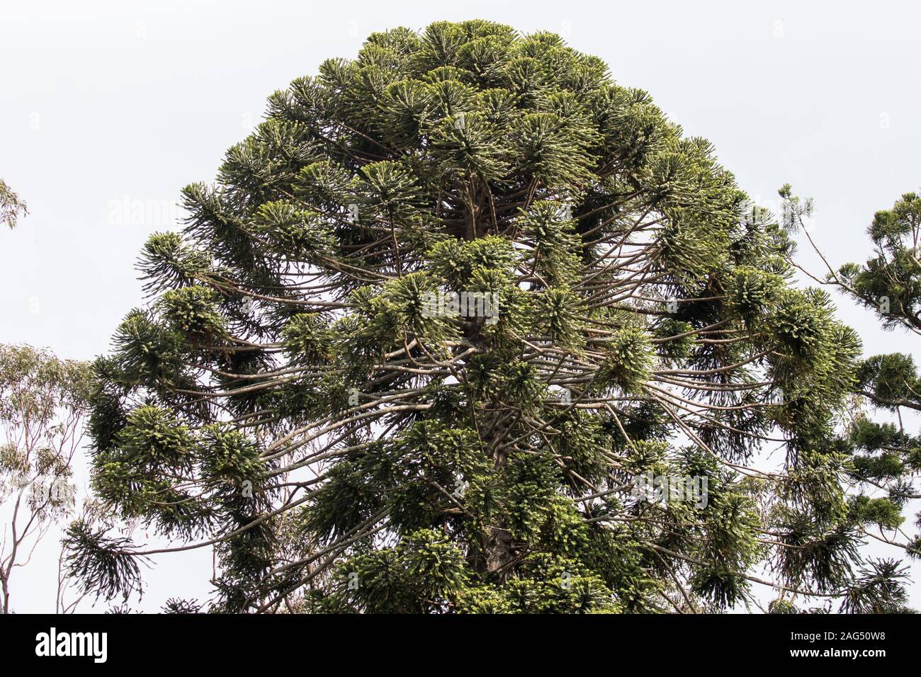 Bunya Pine Stock Photo