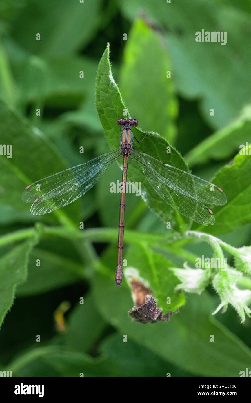 Closeup shot of a beautiful dragonfly and a leaf with the plants in the ...