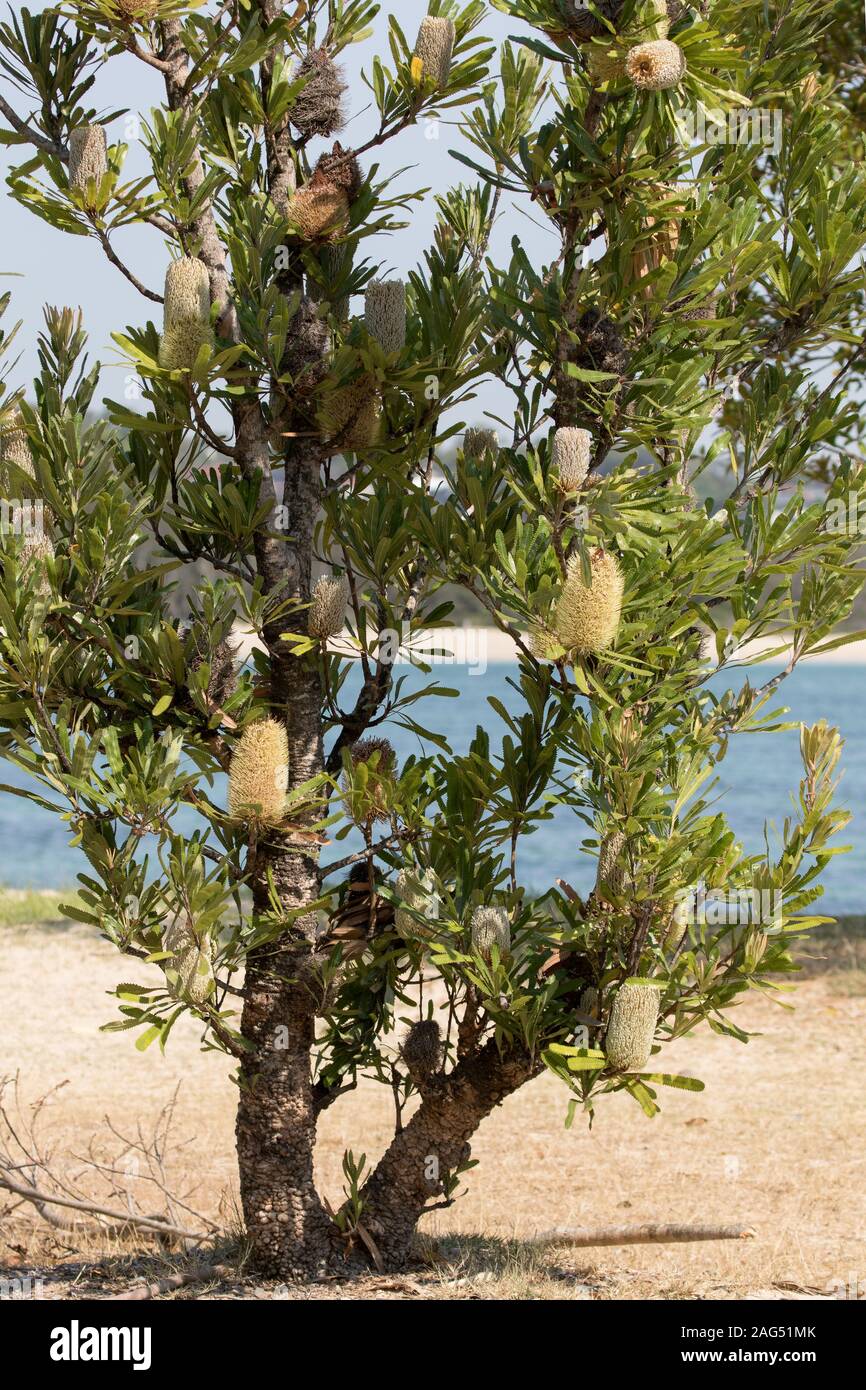 Sawtooth Banksia Tree with banksia cones Stock Photo Alamy