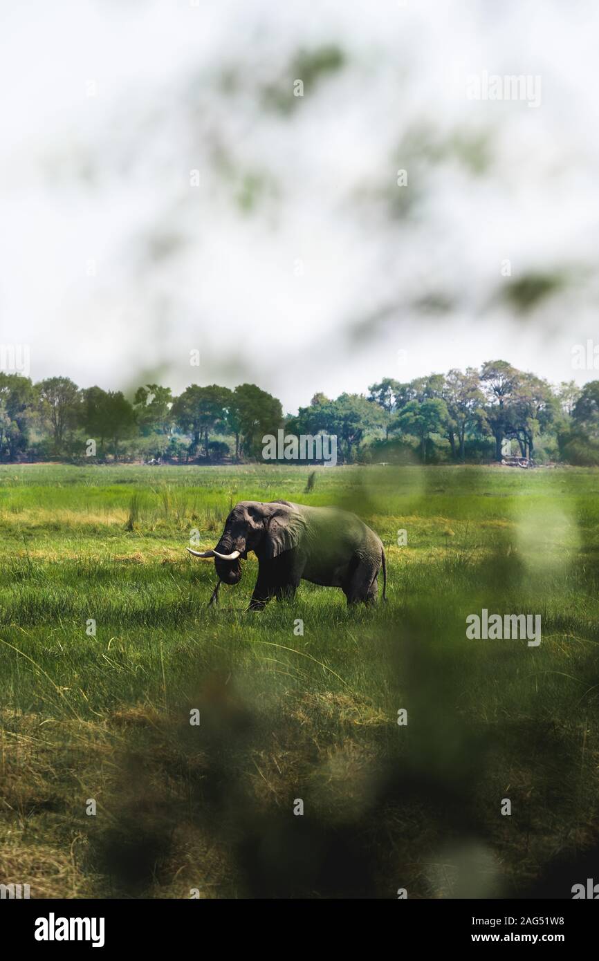 Vertical shot of an elephant behind a tree in the middle of the jungle Stock Photo