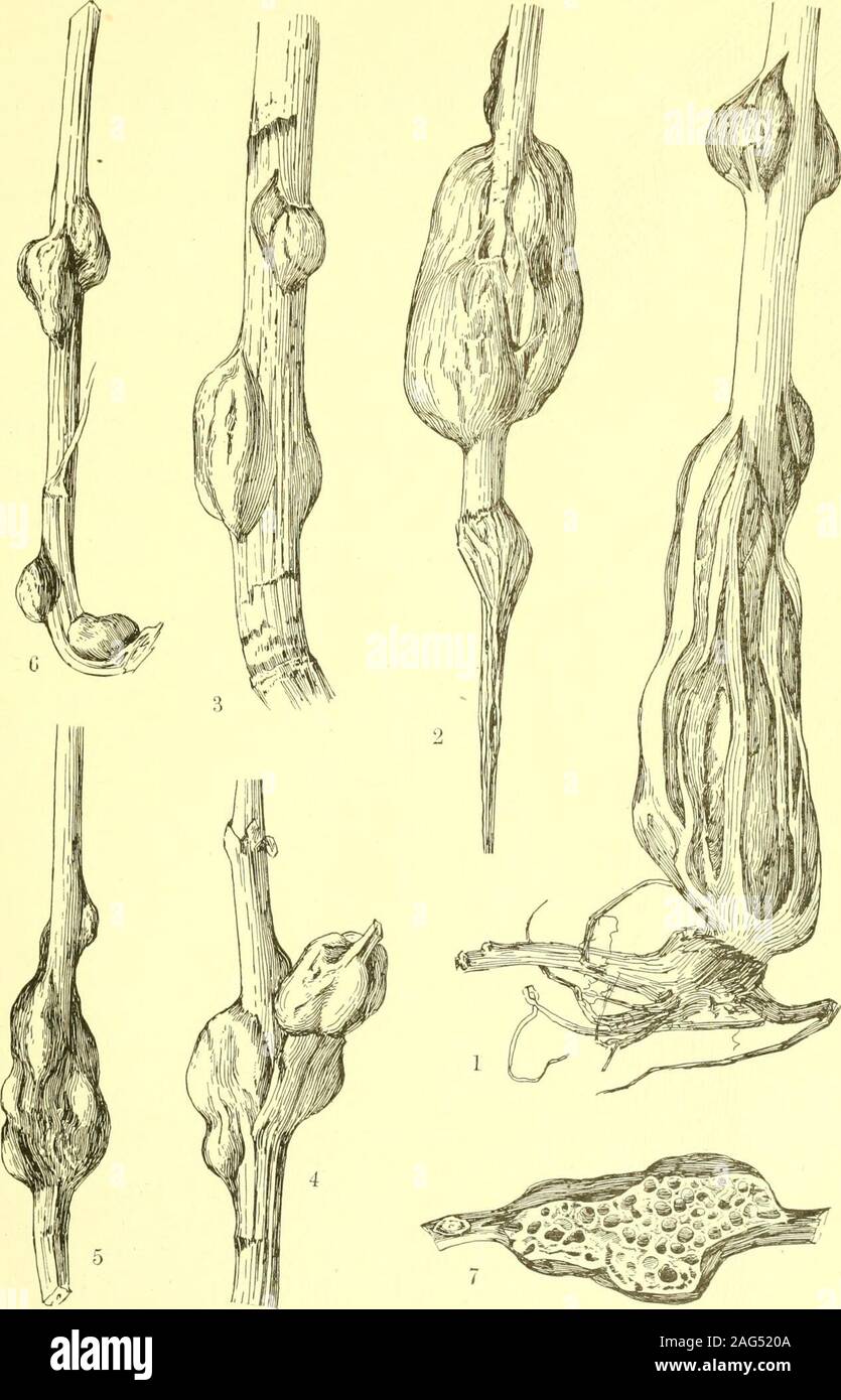 . Report of the State Entomologist on injurious and other insects of the state of New York. 247. Wormwood flaskgall, Rhopalomyia a m p u 11 a r i a Felt. Twoclusters of gall, one in sec-tion, the last enlarged.(Original) Fig. 248. Diarthronomyiaoccidentalis Felt. Gall on A.tridentata, one in section, muchenlarged. (Original) Taraxacum (dandelion)Oblong, irregular, polythalamous, petiole or midrib swellings, length 25 to 50mm. Fig. 235, 8. Beutm. loa, p. 142 Cynipid. Dandelion gall wasp, Aylax taraxaci Ashm. Lactiica (lettuce) Irregular stem gall, diameter 1.75 cm. Felt 07a, p. 151 Itonid. Lett Stock Photo