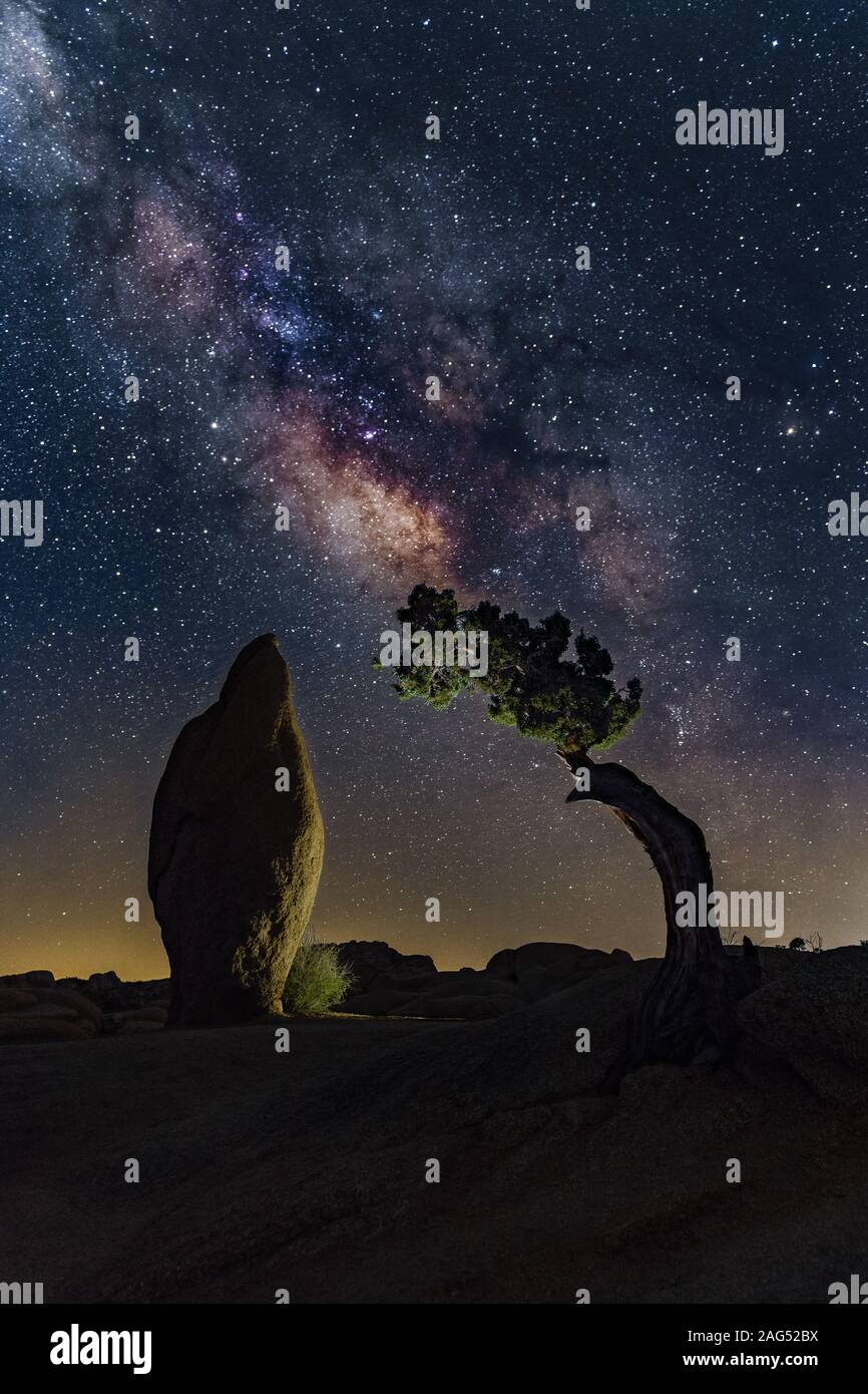 Vertical shot of a boulder rock and an isolated sabal palmetto tree under the sky full of stars Stock Photo
