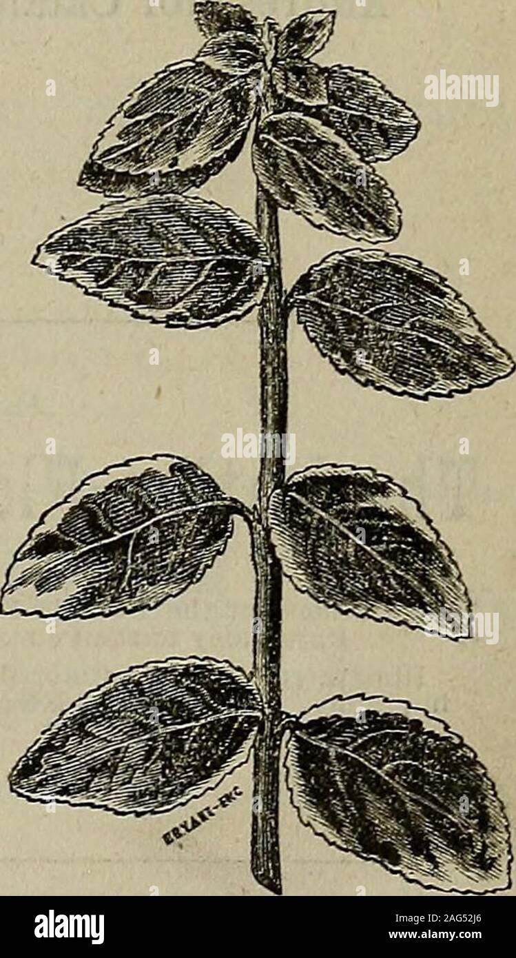 . The California horticulturist and floral magazine. (Euonymus rad-icam,) 10 plantsfor $1.. Euonymus radieans. Viburnum plicatum. GERMANTOWN, PHILADELPHIA, PA. THE HORTICULTURAL ADVERTISER. 1871. 1879. SHINNS NURSERIES. NILES, Alameda County, California. TVE CALL ATTENTION TO OUR LARGE STOCK OF Of the best new and old varieties. ALSO HUT TREES AND OMAMEHTALS. We have an extra stock of APPLE TEEES; also Eoses in variety ;Japanese Persimmon, both home-grown and imported ; Shade Tkees ; Ever-greens; Small Fkuits; Greenhouse Plants; Magnolias, etc. Address for Catalogues and Circulars, JAMES SHINN Stock Photo