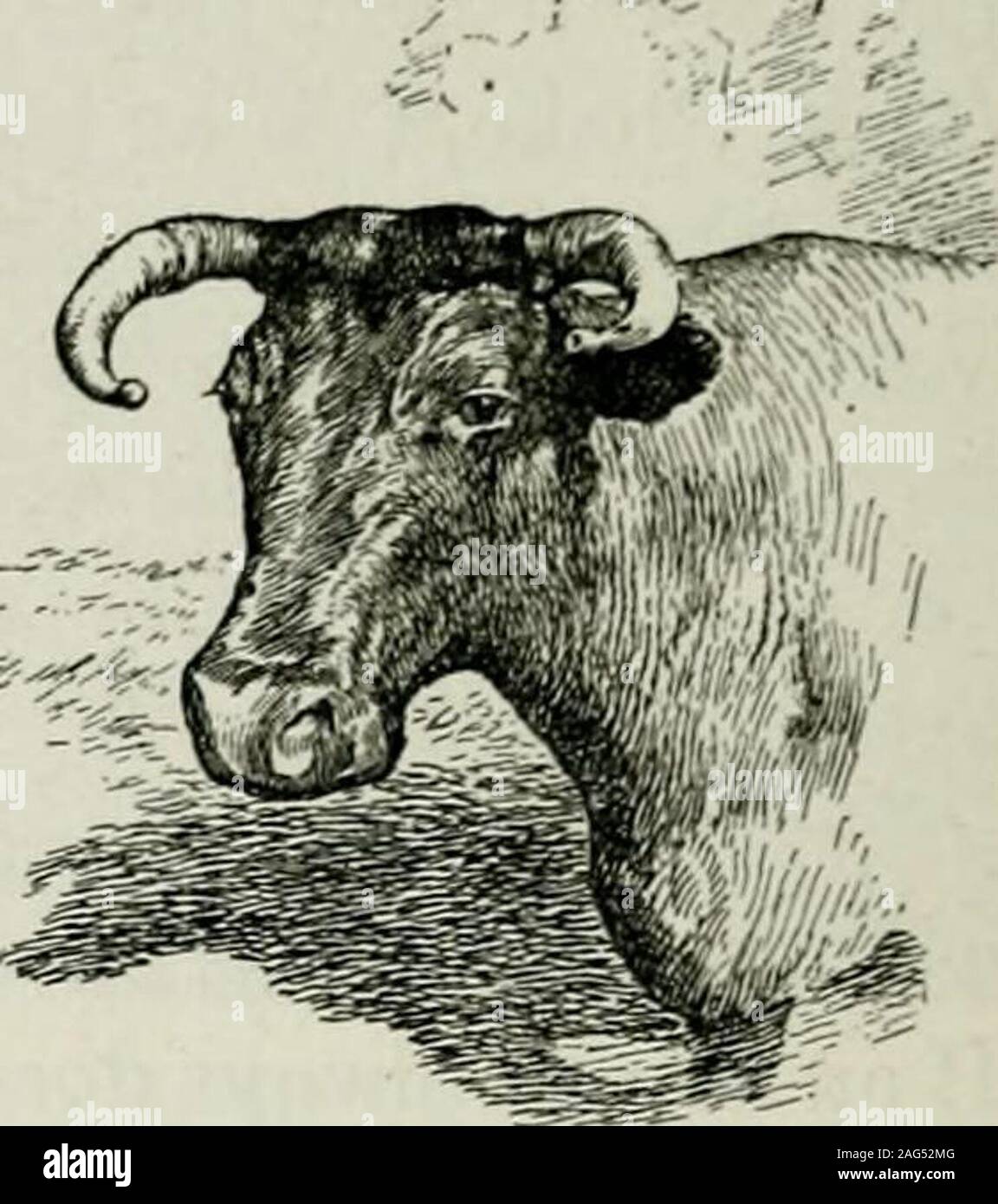 . Ox-team days on the Oregon Trail /by Ezra Meeker ; revised and edited by Howard R. Driggs. know the burden that he carried. The wagonweighed 1430 pounds, had wooden axles and wide track,and carried an average load of 800 pounds. Along with anunbroken four-year old steer, a natural-born shirk, Twisthad hauled the wagon 1776 miles, and he was in betterworking trim just before he died than when the trip began.And yet, am I sure that at some points I did not abuse him?What about coming up out of Little Canyon, or rather upthe steep, rocky steps of stones like stairs, whenI used thegoad, and he p Stock Photo